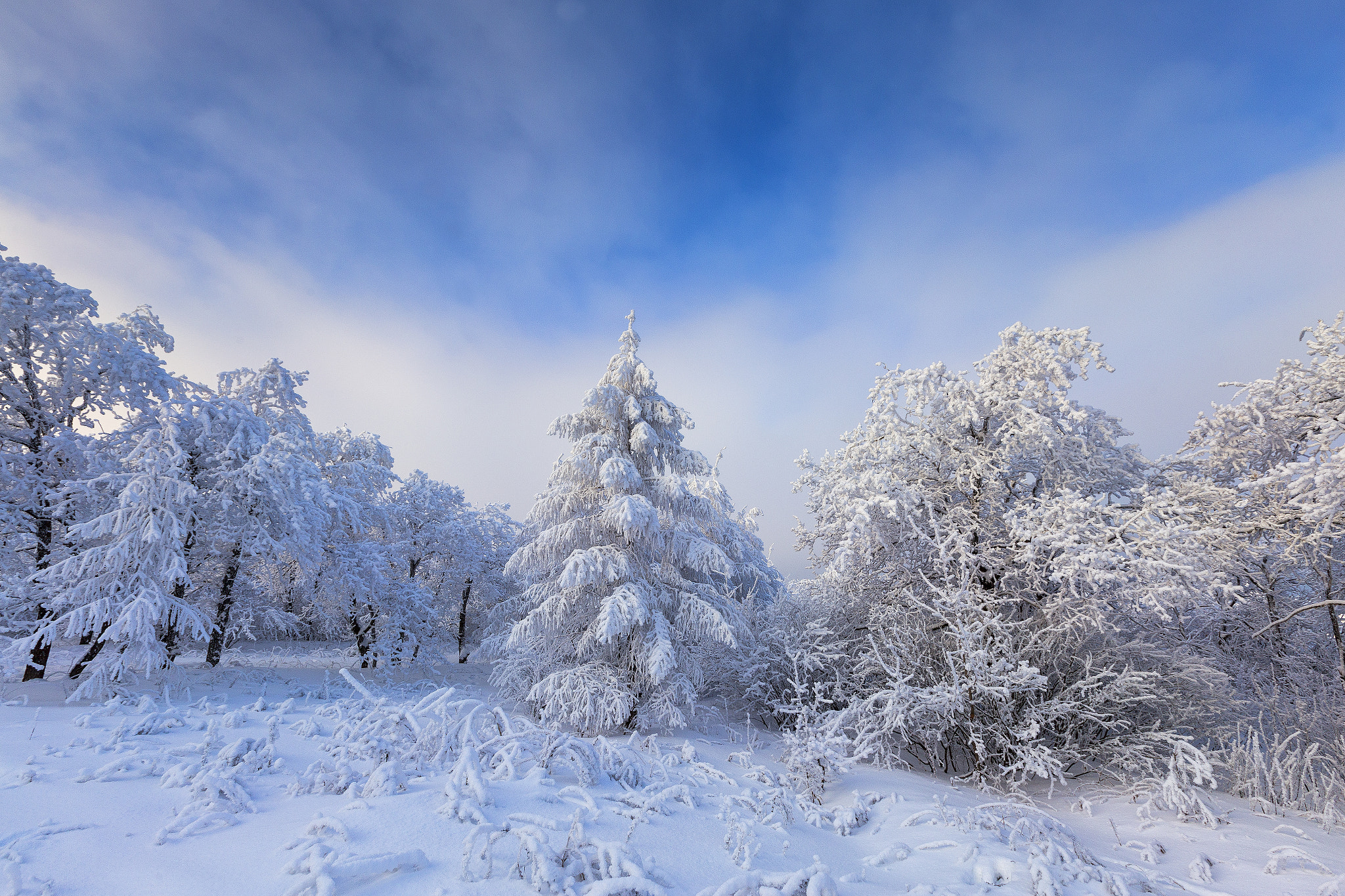Фото бесплатно снег на деревьях, деревья, снег на елках