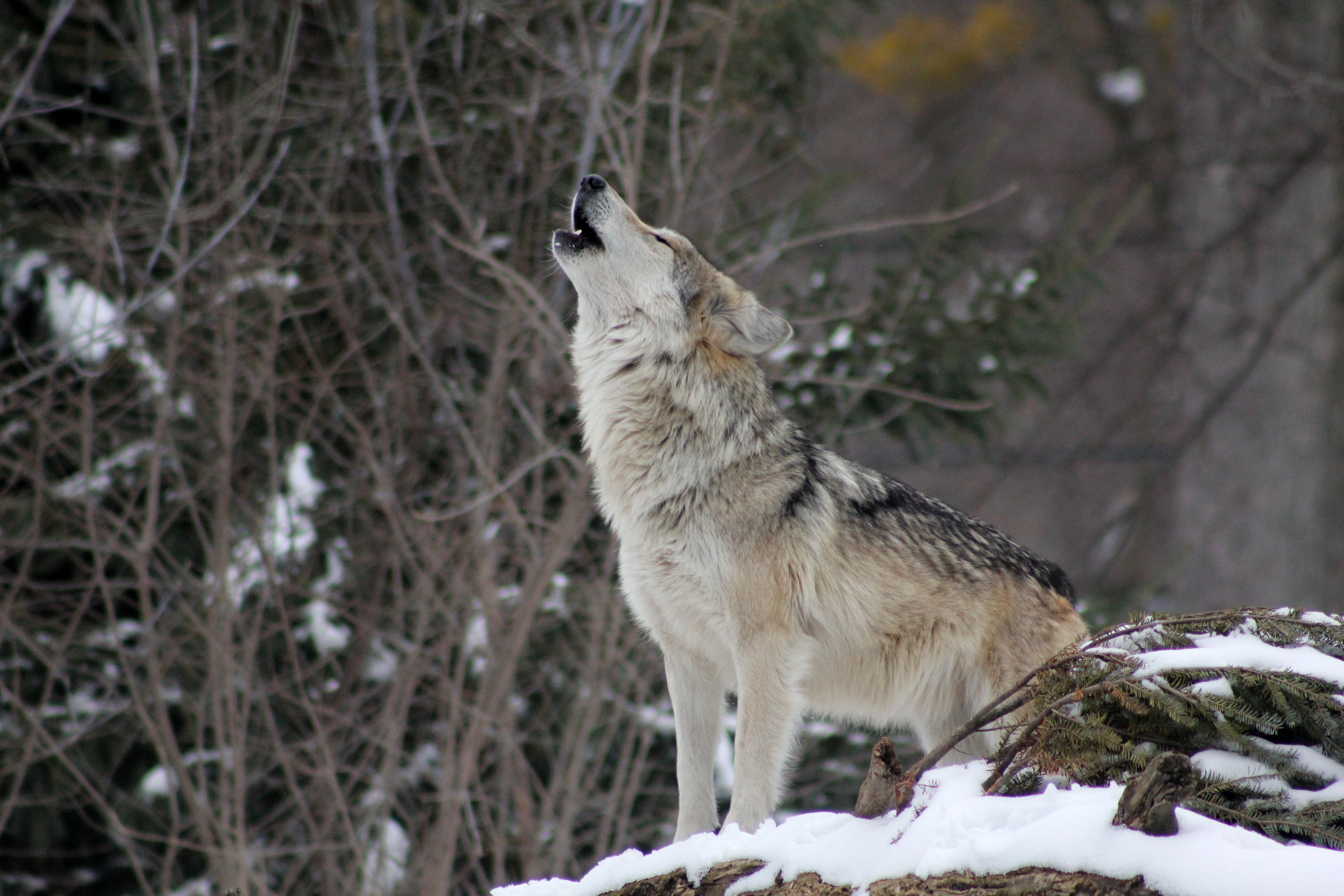 Фото бесплатно волк, дикая природа, млекопитающее