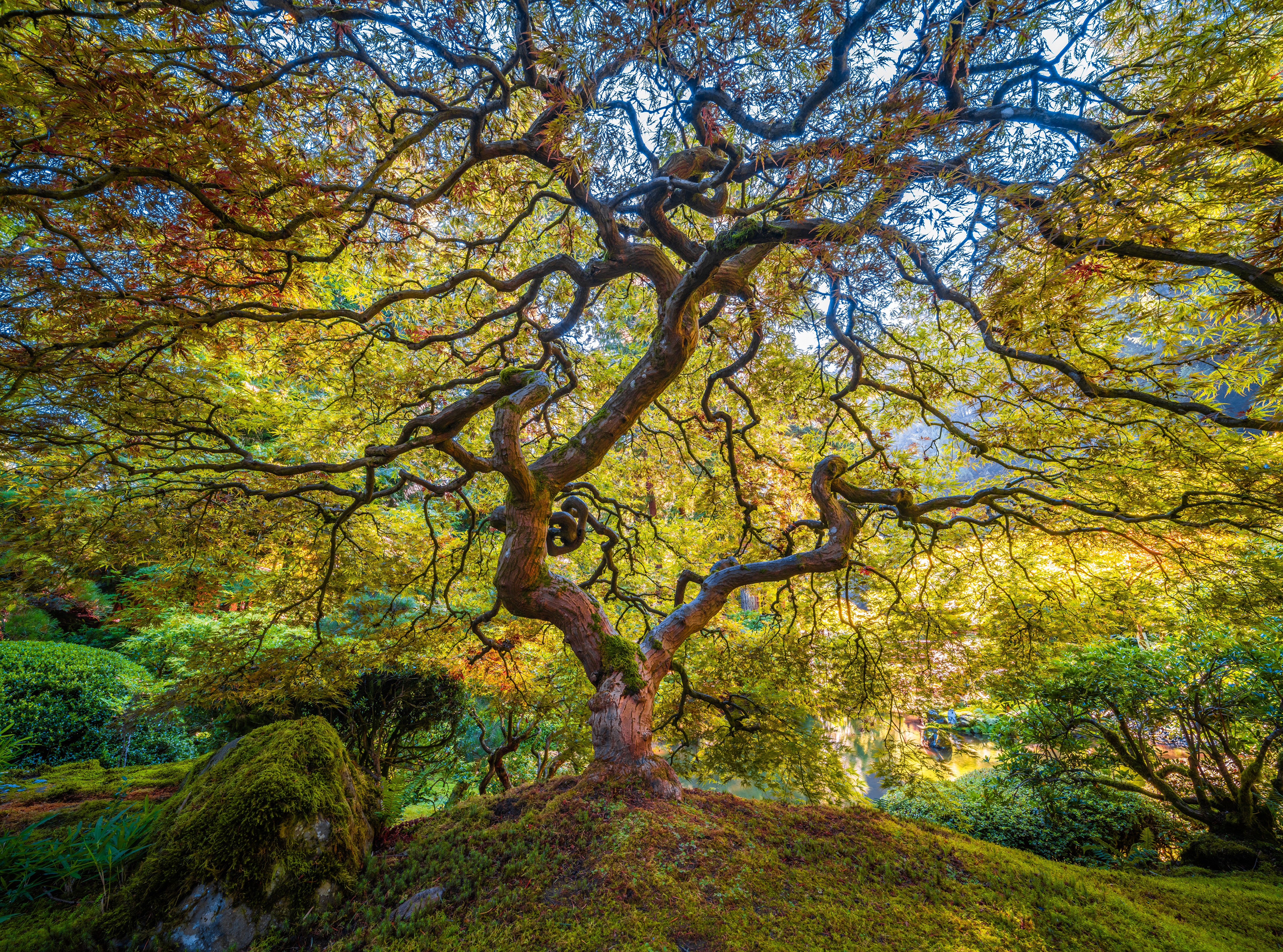 Фото США сады сша ветви - бесплатные картинки на Fonwall