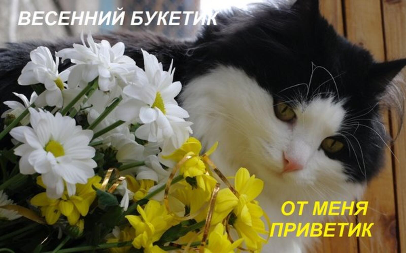 A postcard on the subject of text cat flowers spring bouquet for free