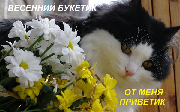 Postcard free text, cat flowers, spring bouquet