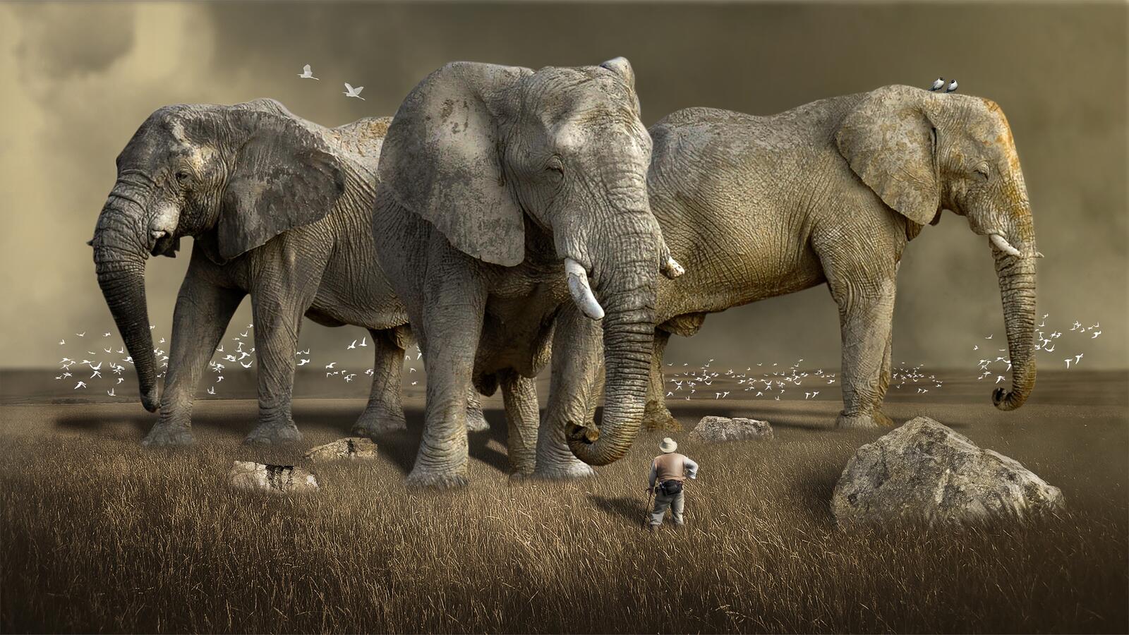 Wallpapers southern africa safari wildlife on the desktop