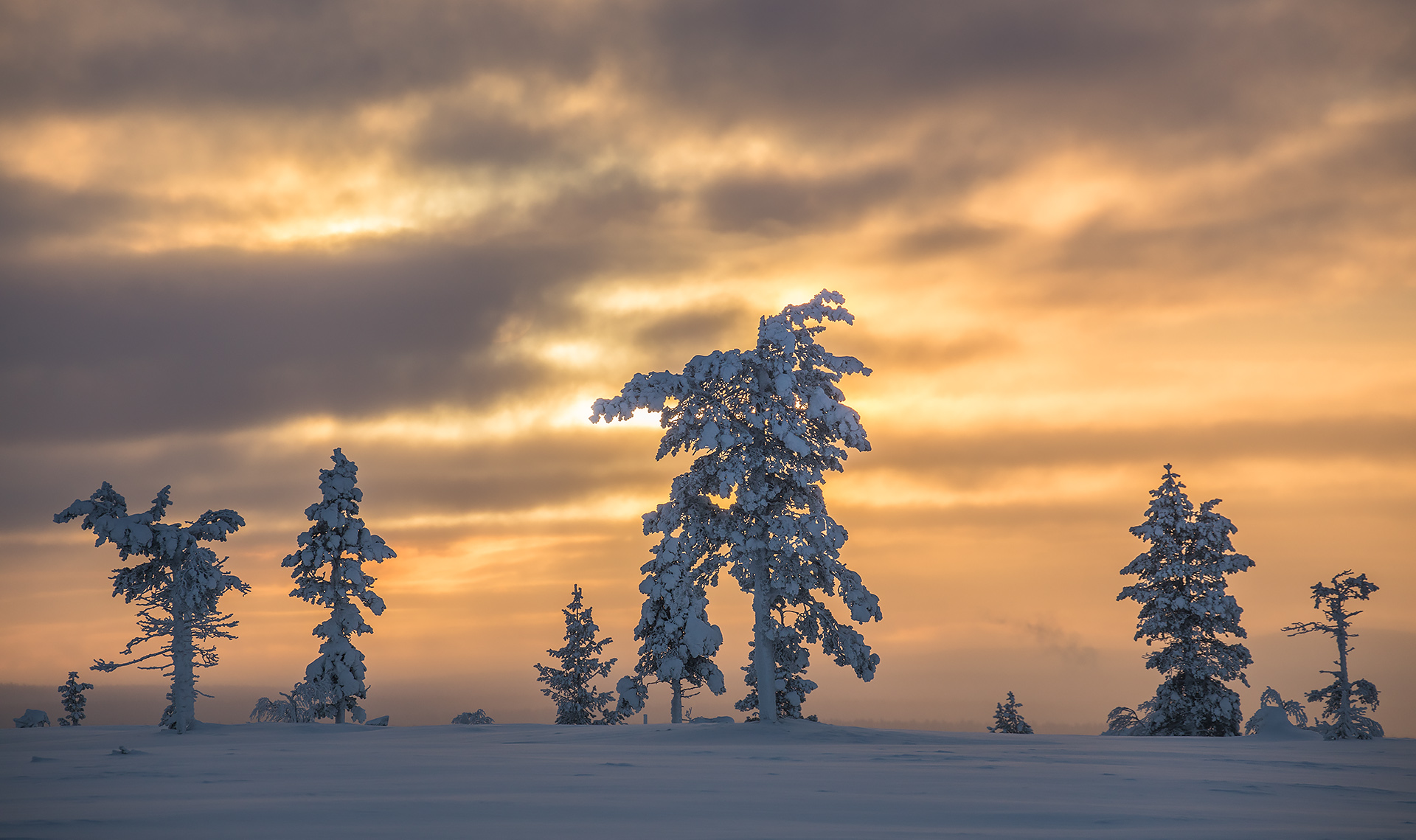 Wallpapers Lapland trees landscape on the desktop