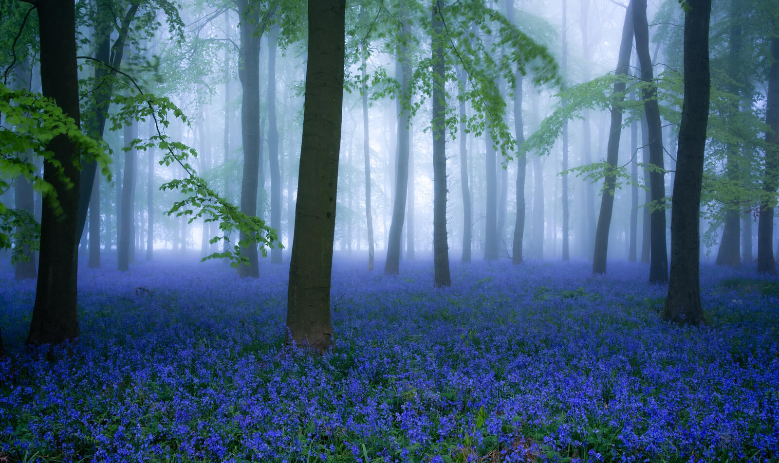 Free photo Photo of the forest, morning in good quality
