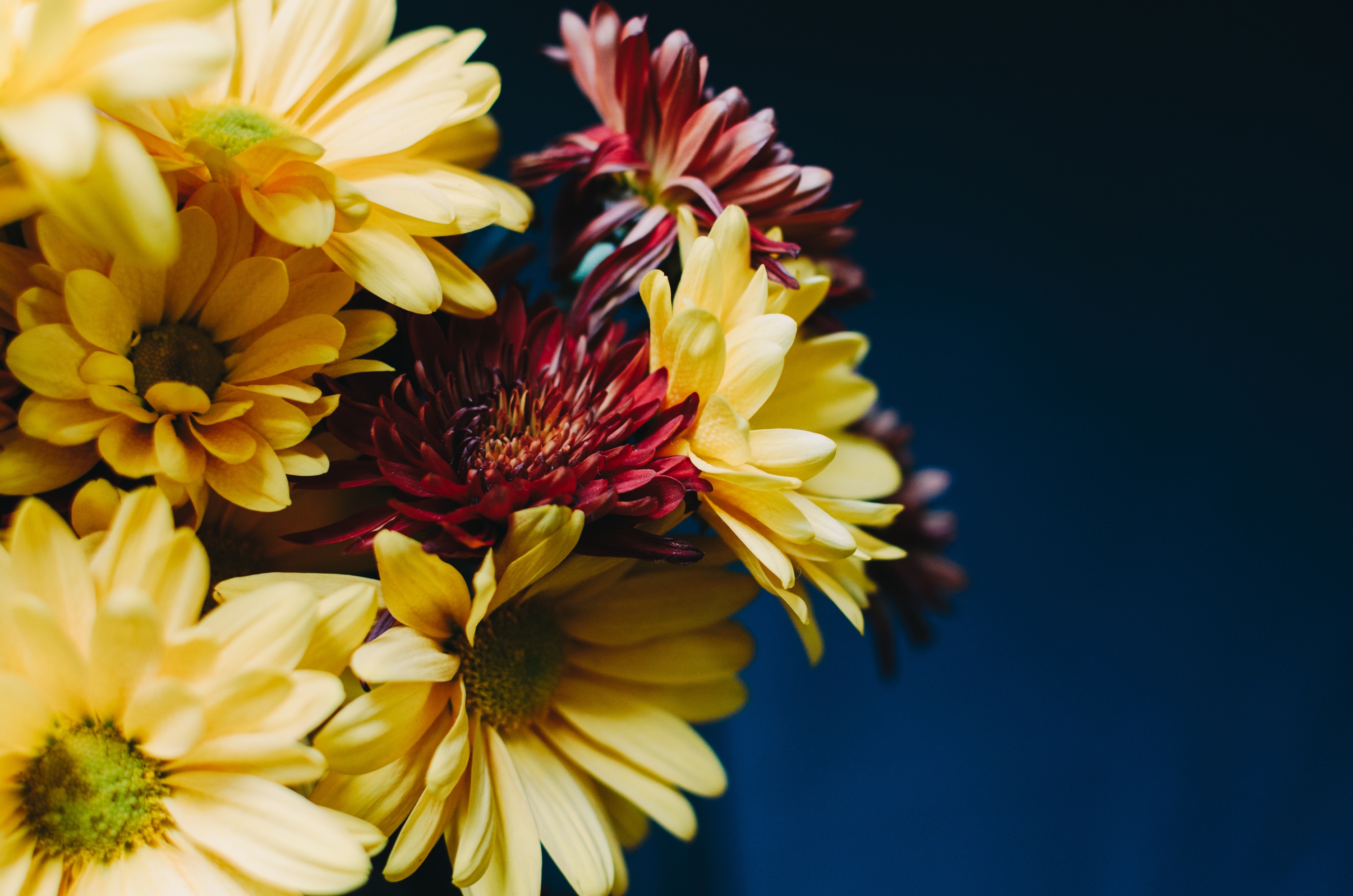 Photo free gerbera, yellow flowers, bouquet