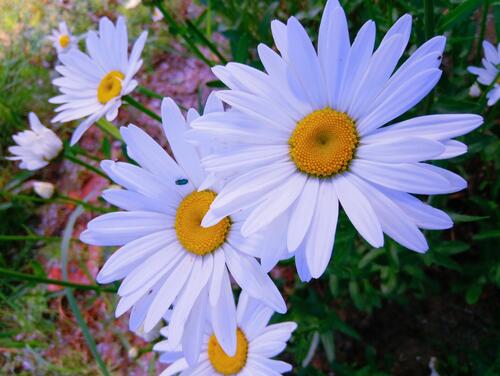 Love daisies of the field