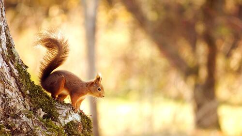 A red squirrel prepares to jump from a tree