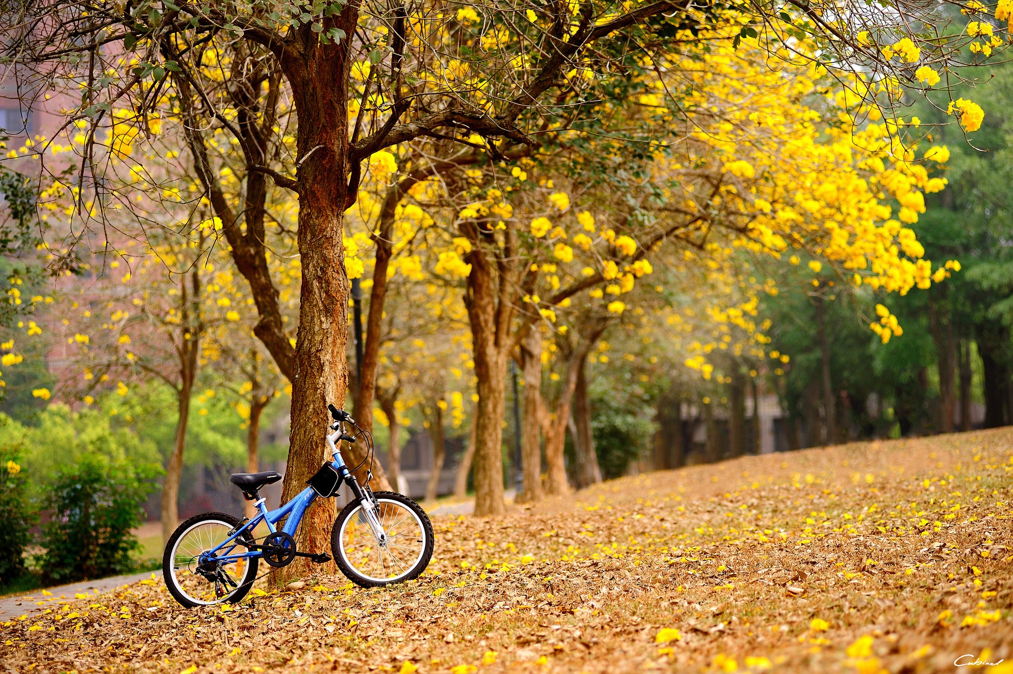 Wallpapers leaves bike autumn on the desktop
