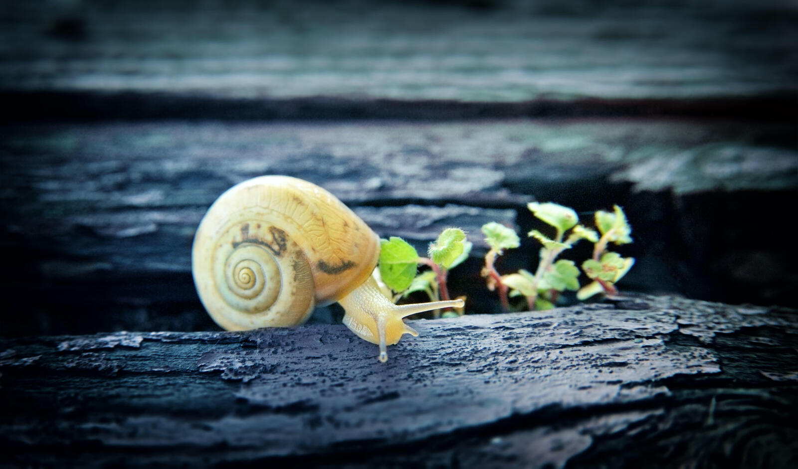 Download macro, snail photo site fonwall