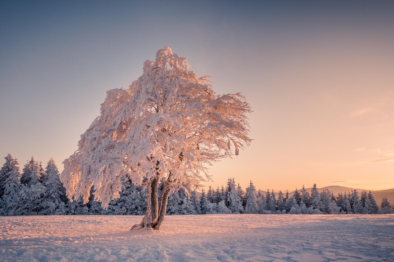 Бесплатное фото Одинокое дерево в снегу