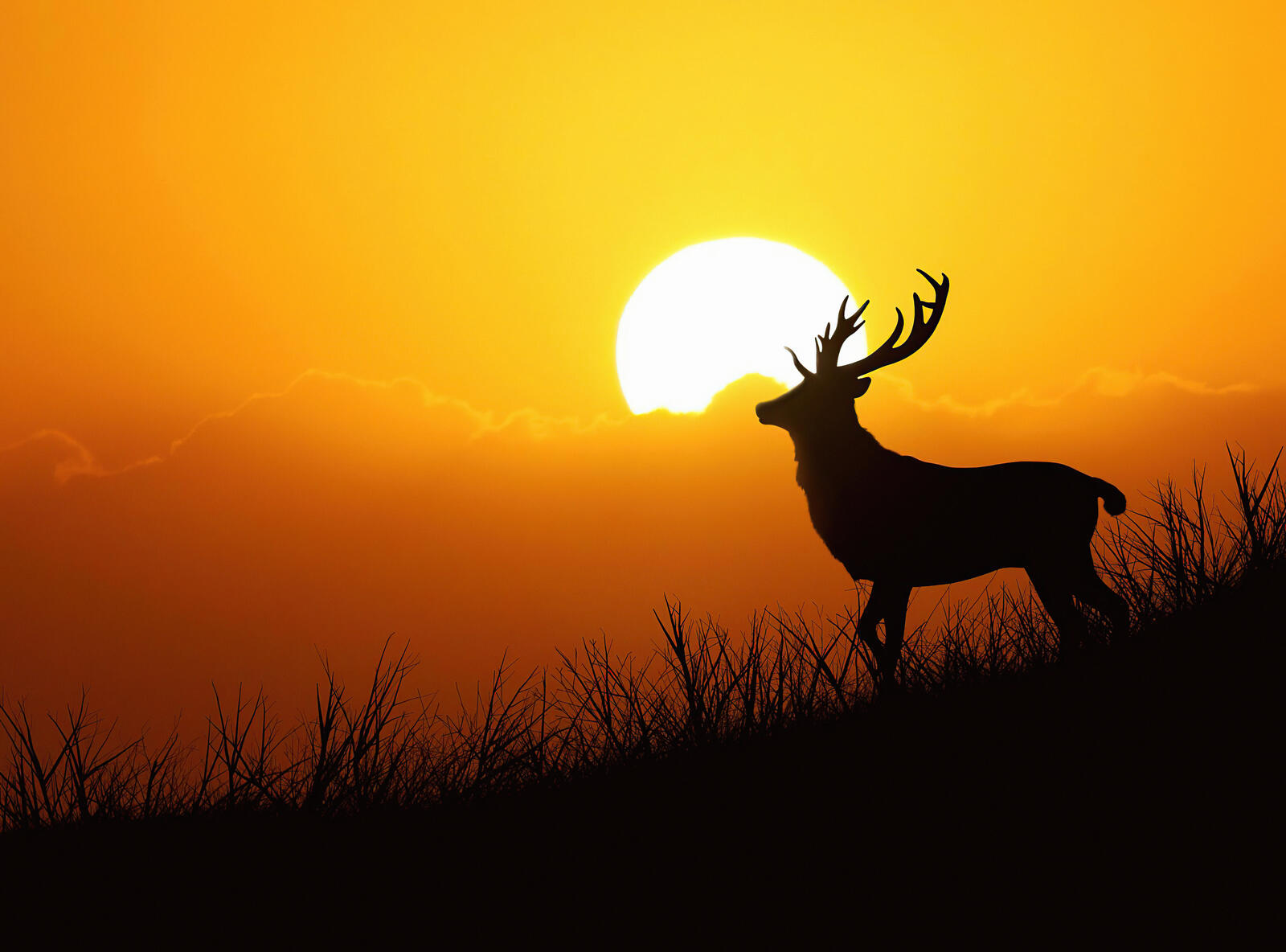 Wallpapers deer animals silhouette on the desktop