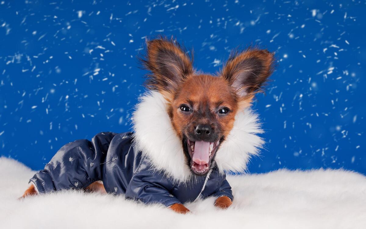 A puppy in winter overalls lying in the white snow