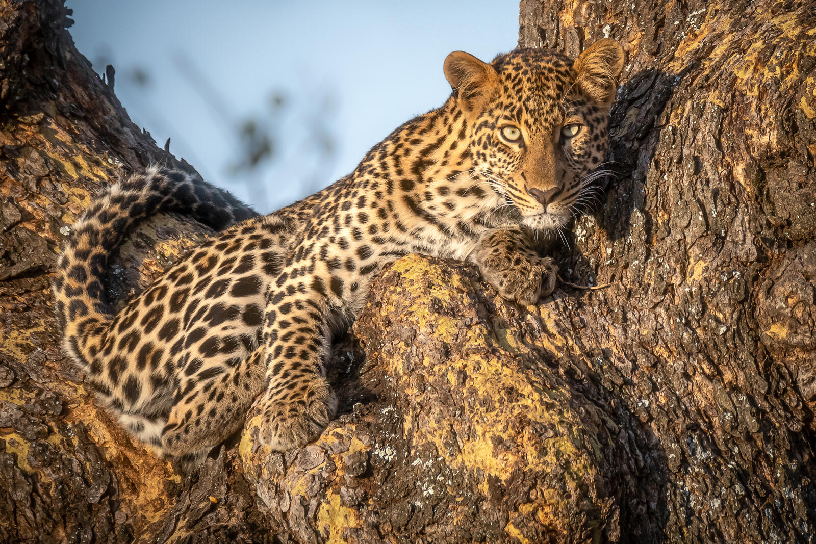 Wallpapers leopard big cat on a tree on the desktop