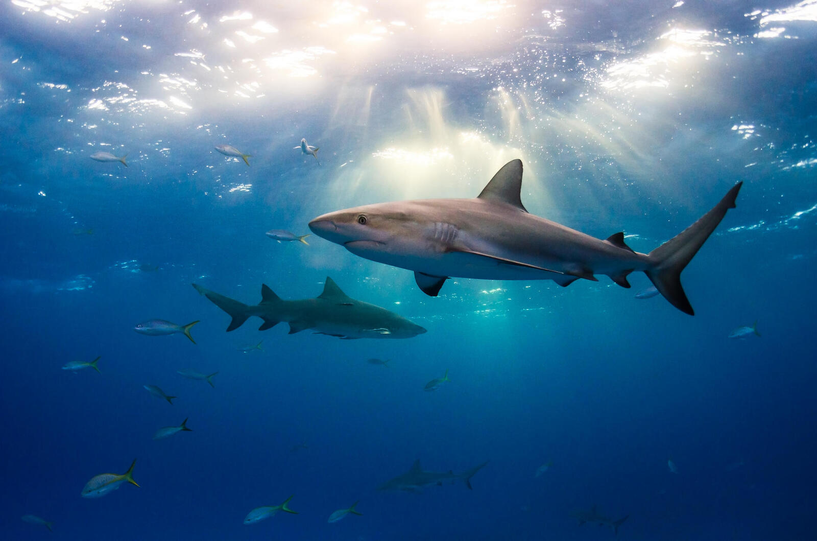 Обои морские обитатели солнечные лучи акулы на рабочий стол