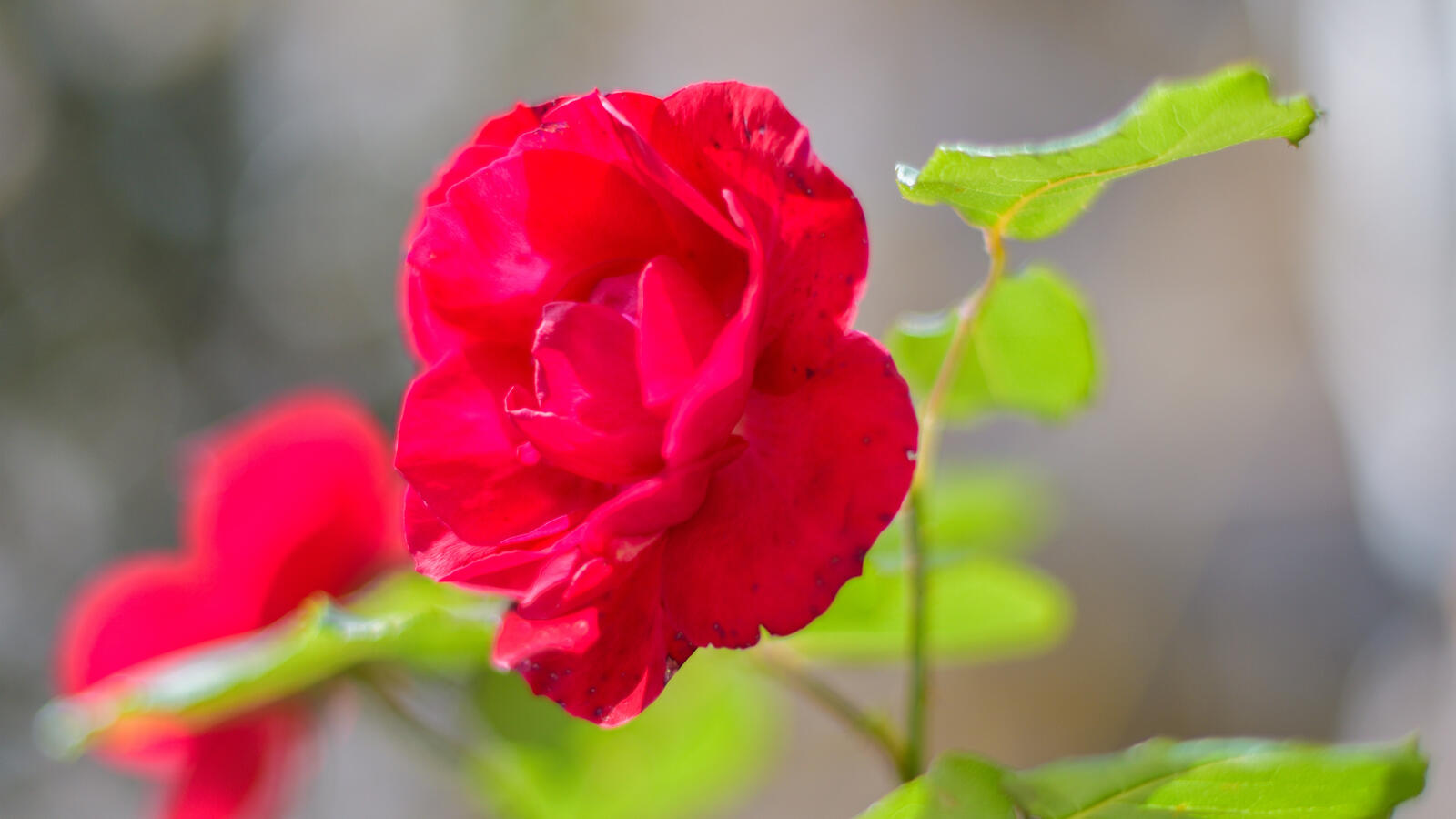 Обои обои красные розы лепестки макро на рабочий стол