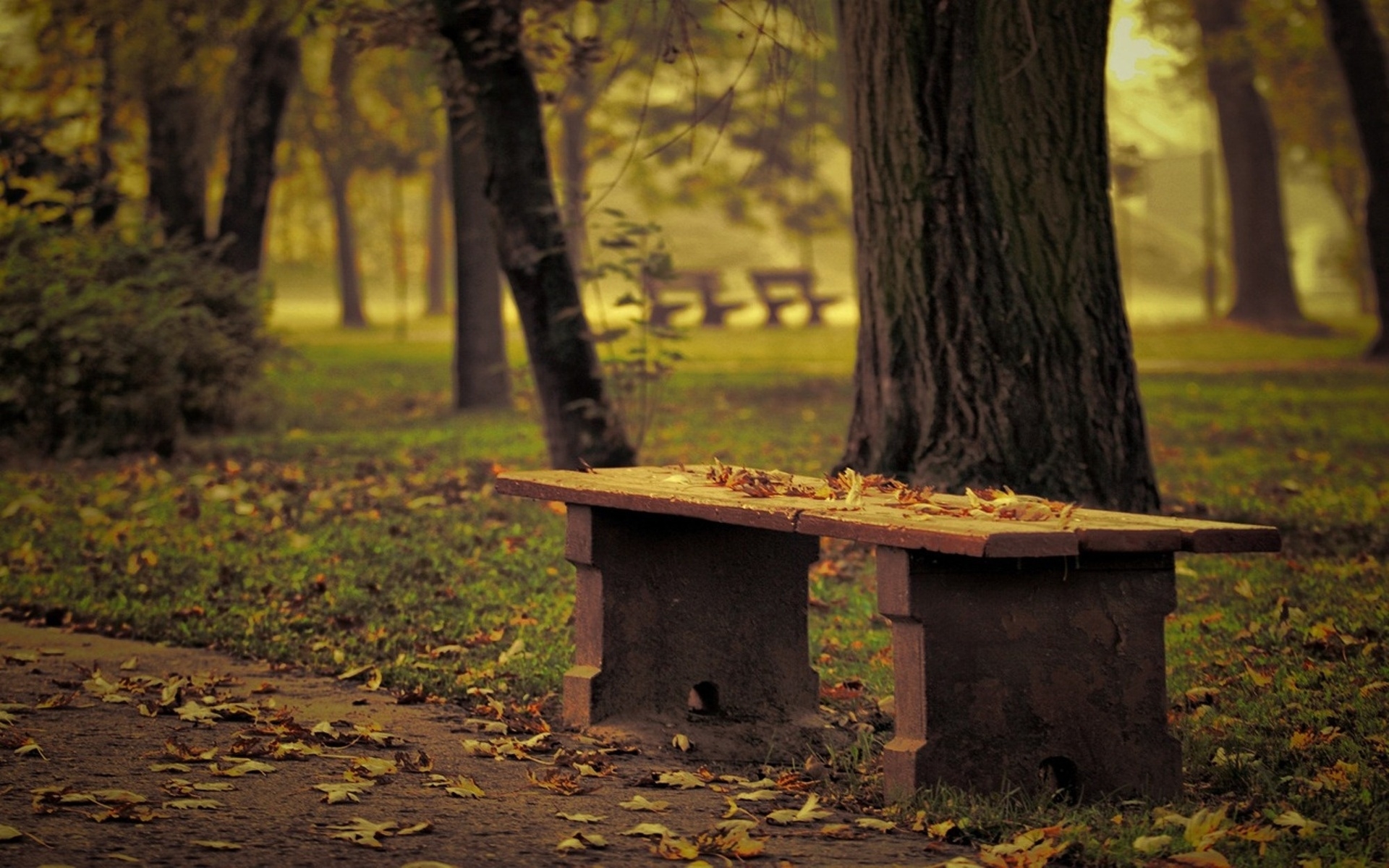 桌面上的壁纸木材 树叶 长凳