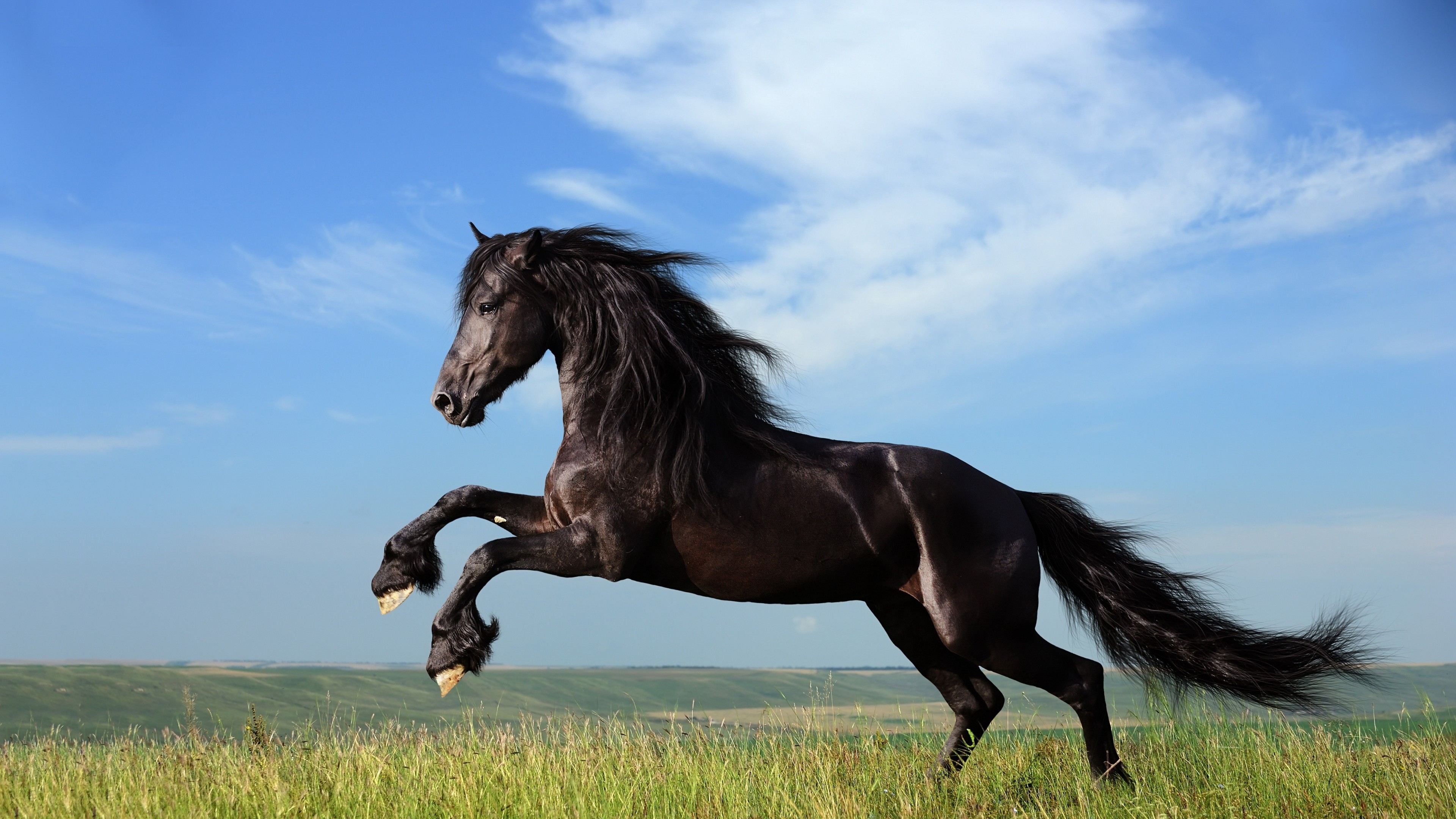 jump-black-horse-animals.jpeg?route=thumb&h=350