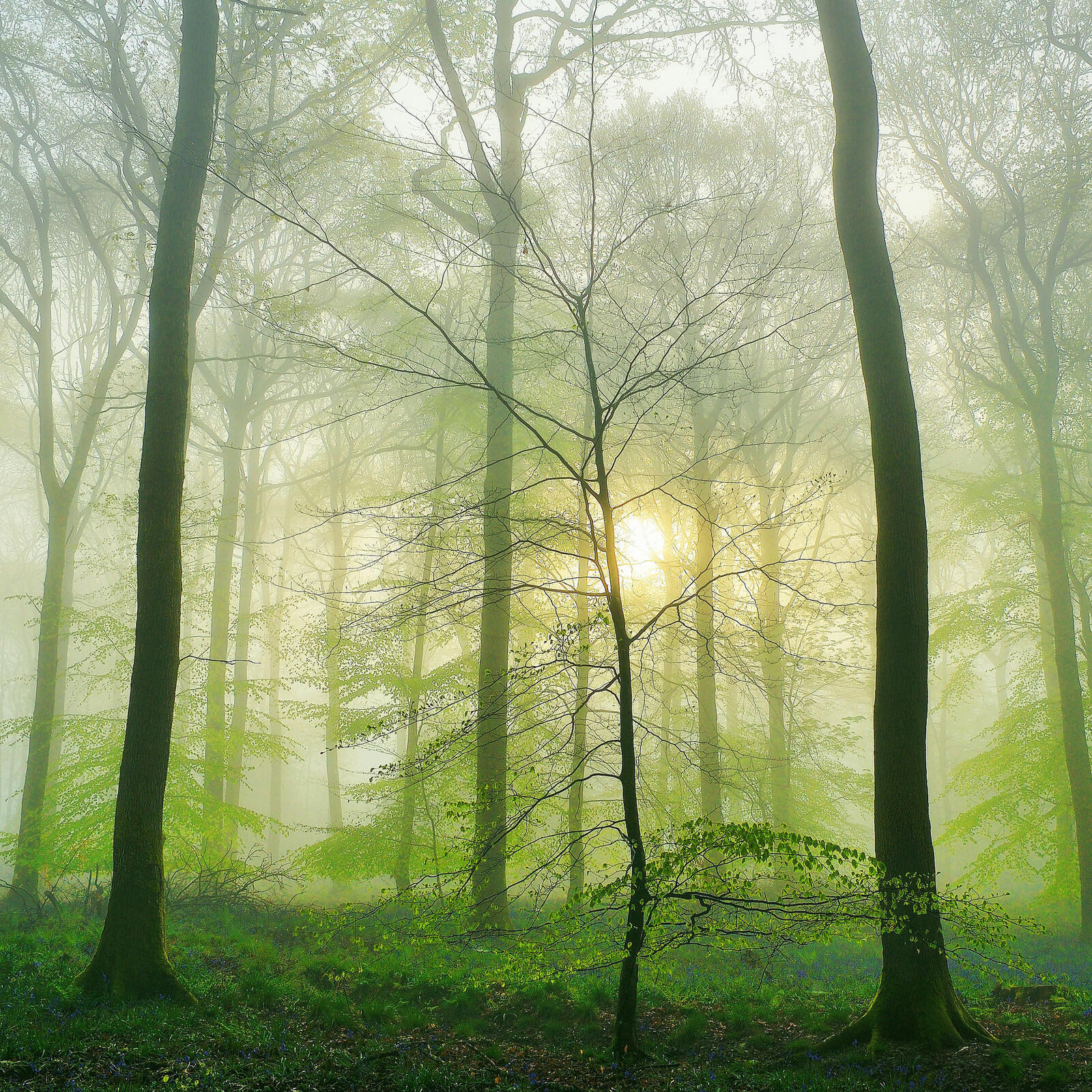 Wallpapers nature fog in the forest fog on the desktop
