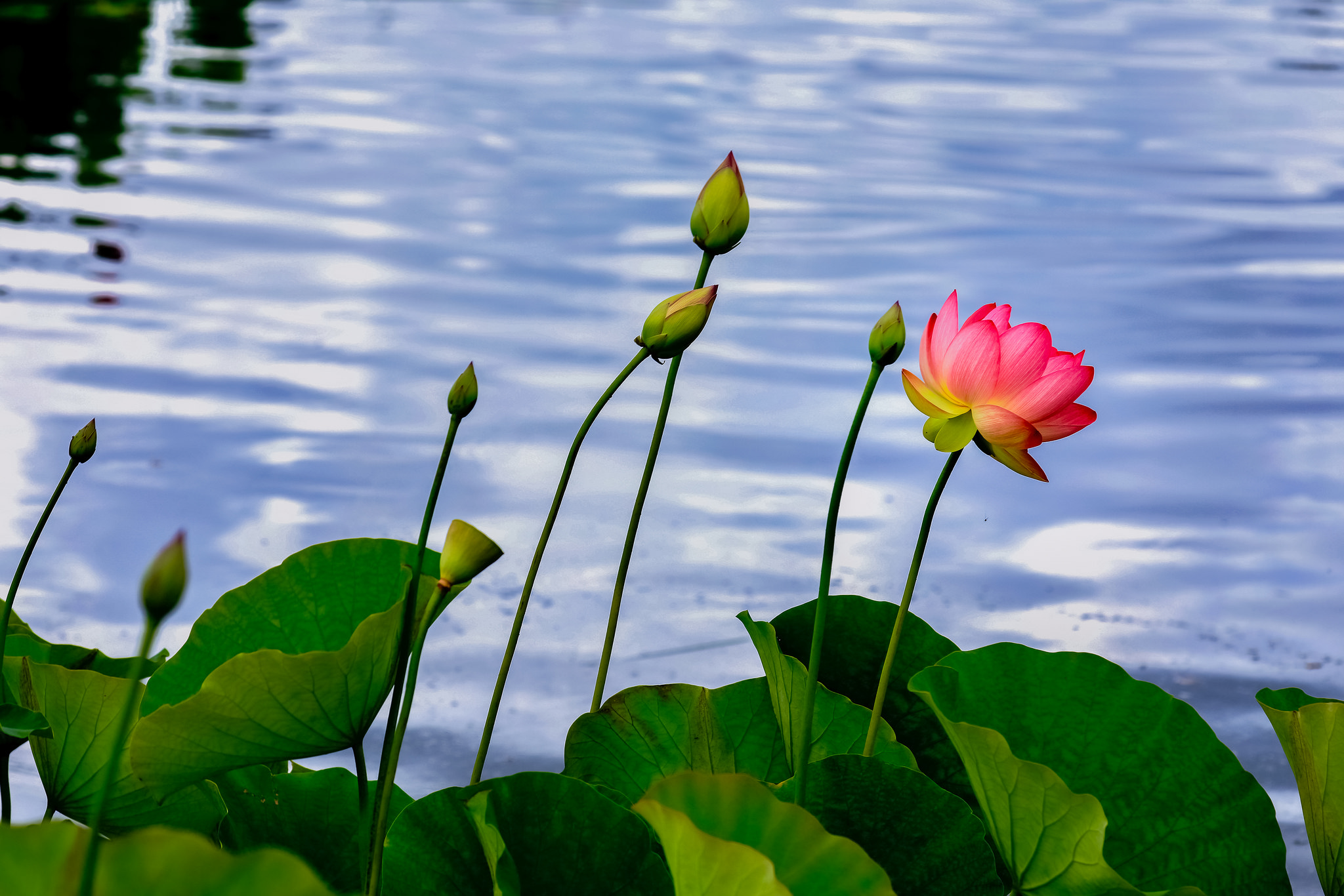 Фото бесплатно пруд, лотосы, красивые цветы