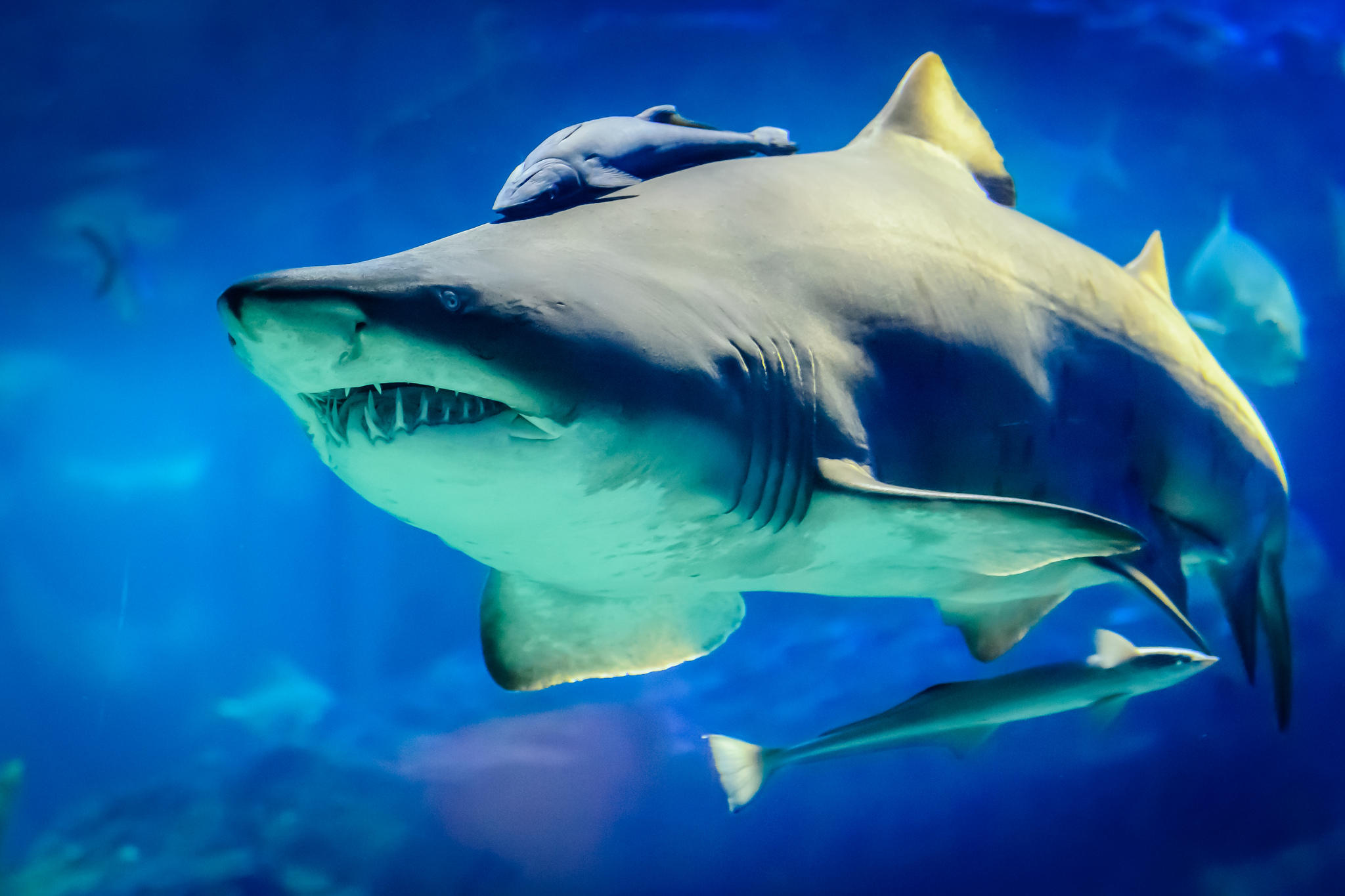 Бесплатное фото Картинка акула, море на рабочий стол