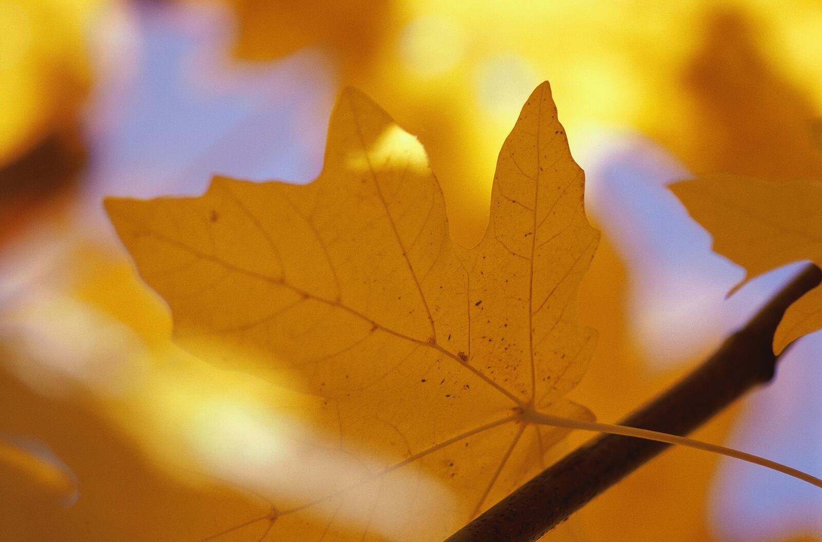 Бесплатное фото Желтые кленовые листья