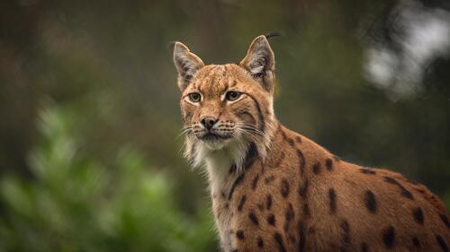 Lynx close-up