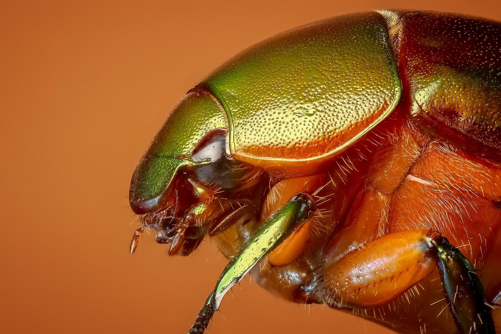 Обои насекомое макро жук на рабочий стол