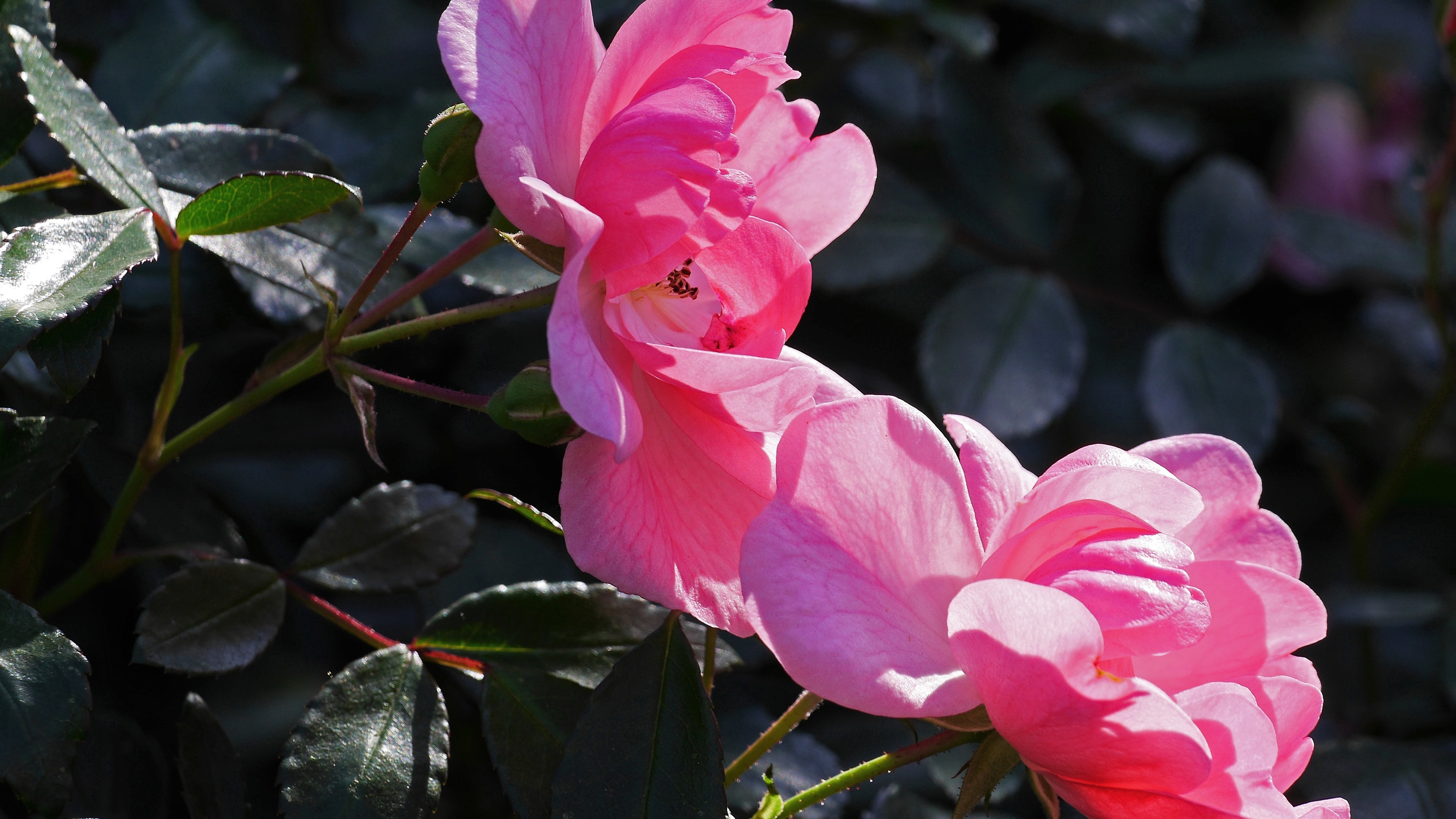 Photo free pink roses, leaves, freshness
