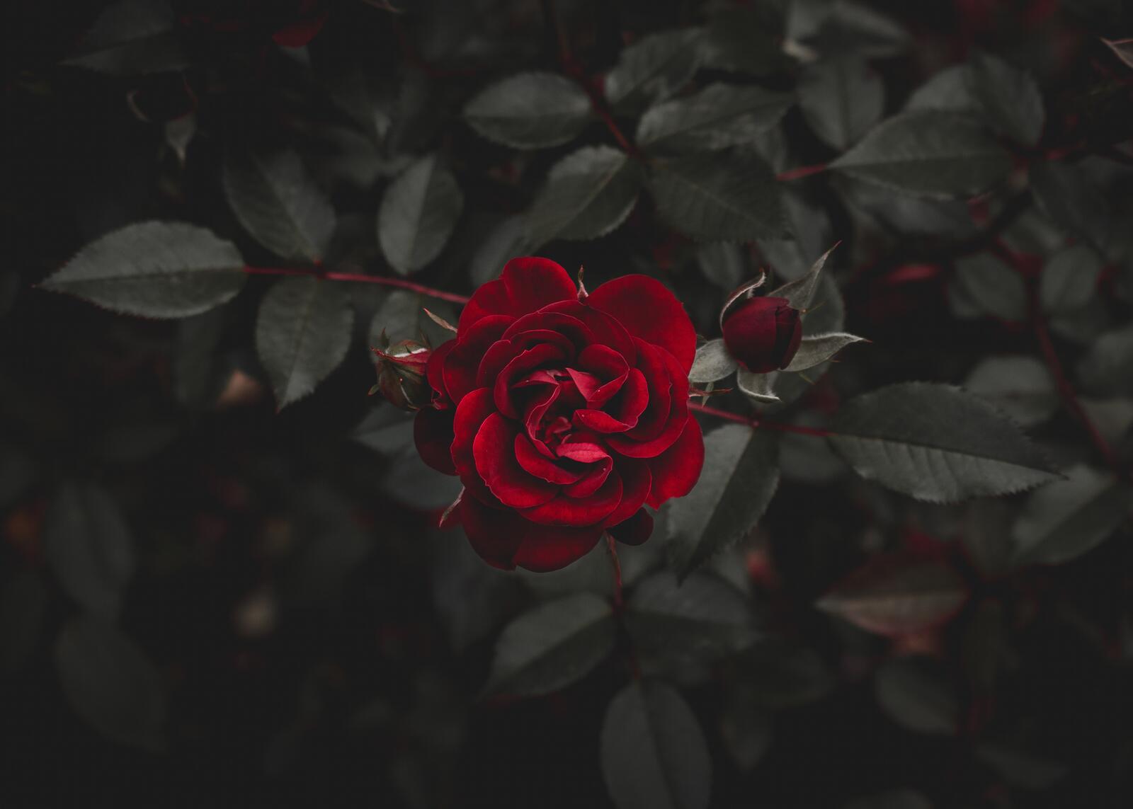 Обои роза красный цветок на рабочий стол