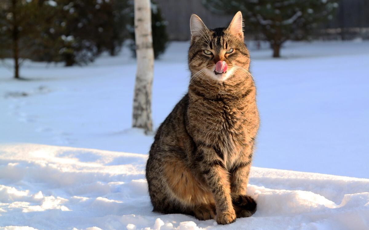 Домашний кот сидит на снегу