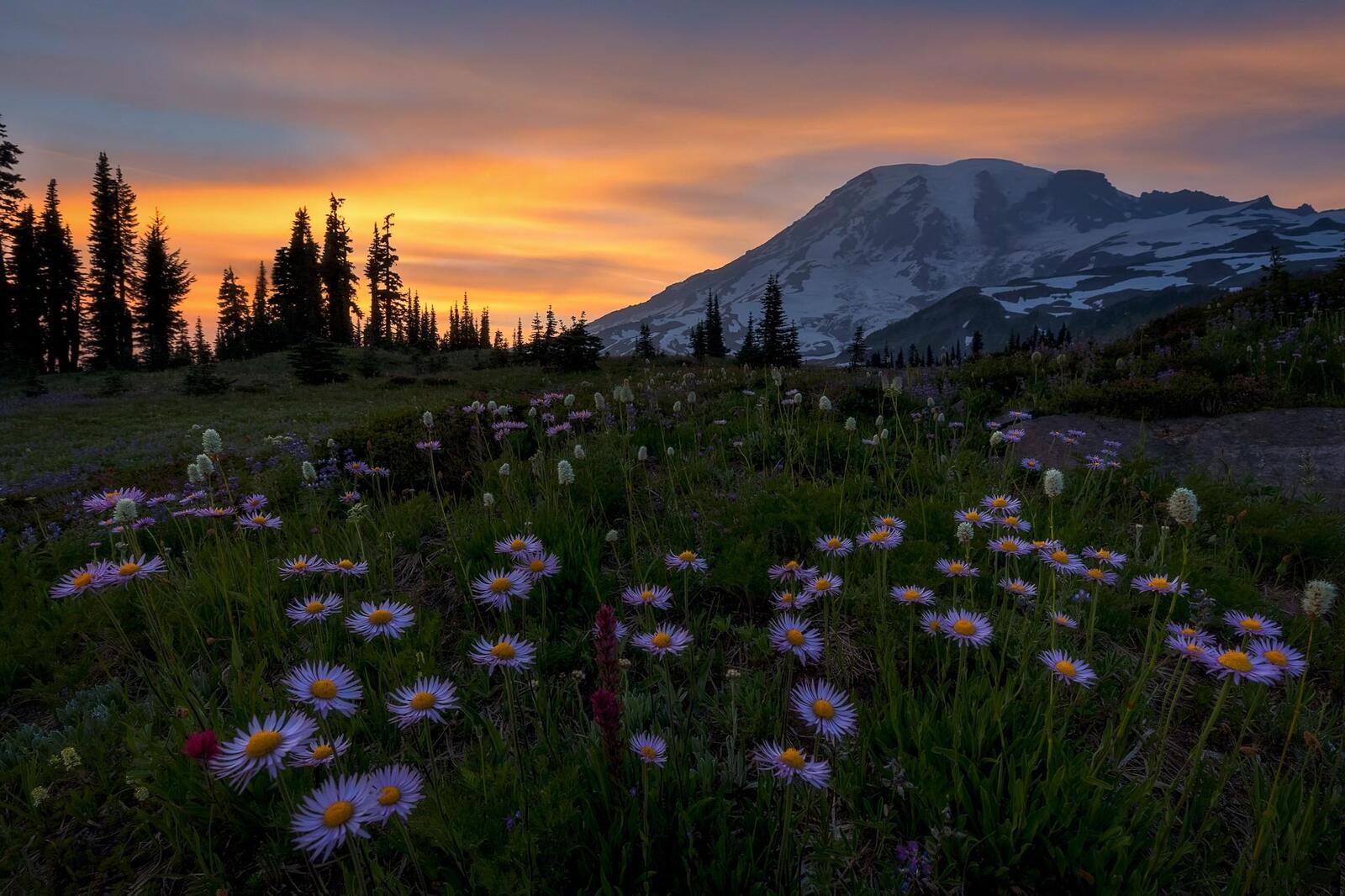 Wallpapers sunset Alpine meadow flowers on the desktop