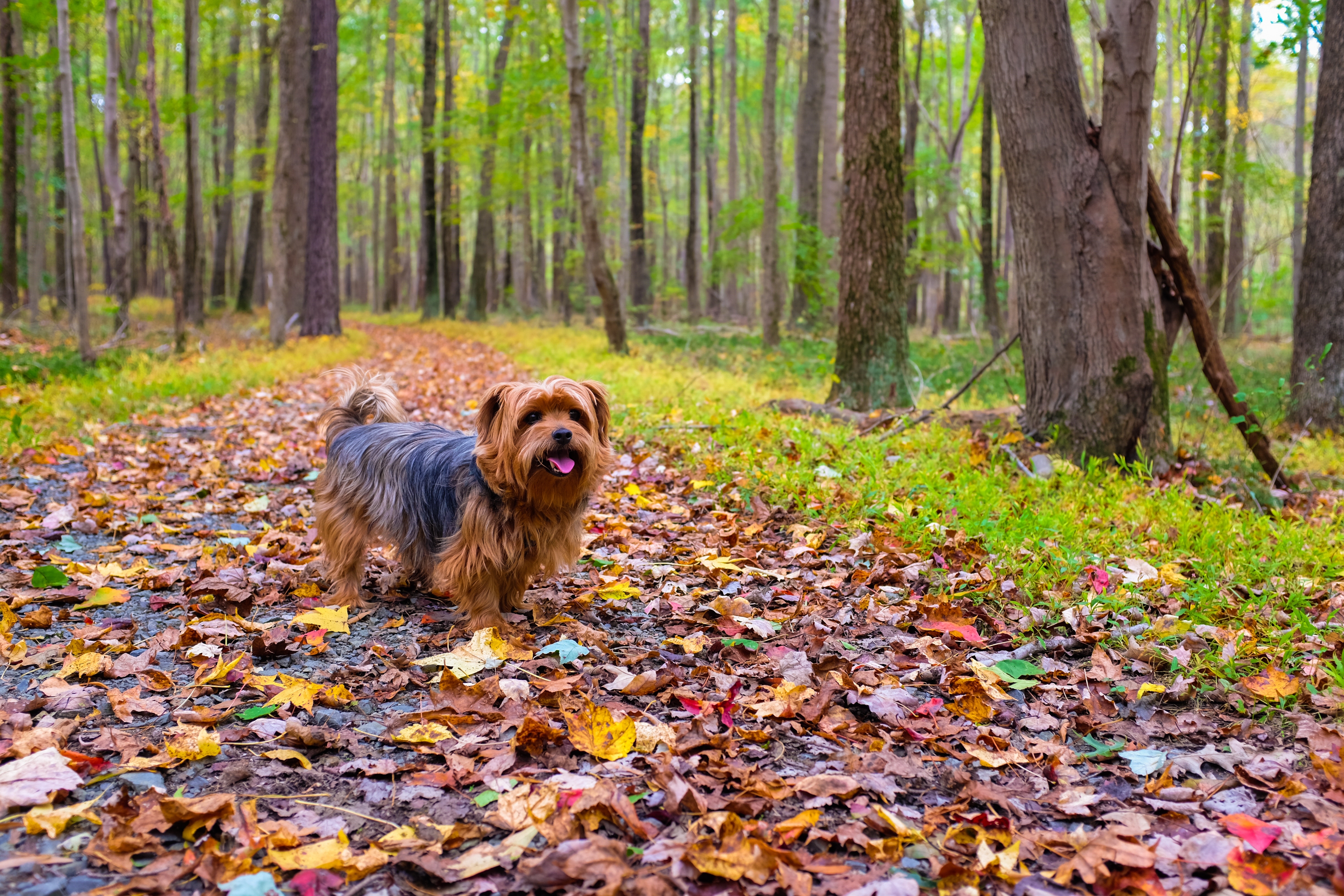 Wallpapers puppy autumn leaves on the desktop