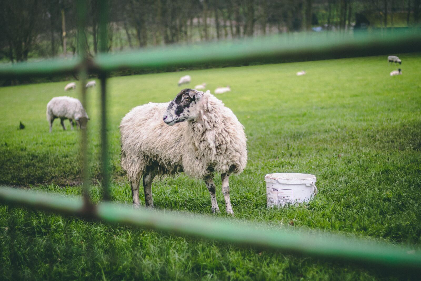 Обои овцы ферма поле на рабочий стол