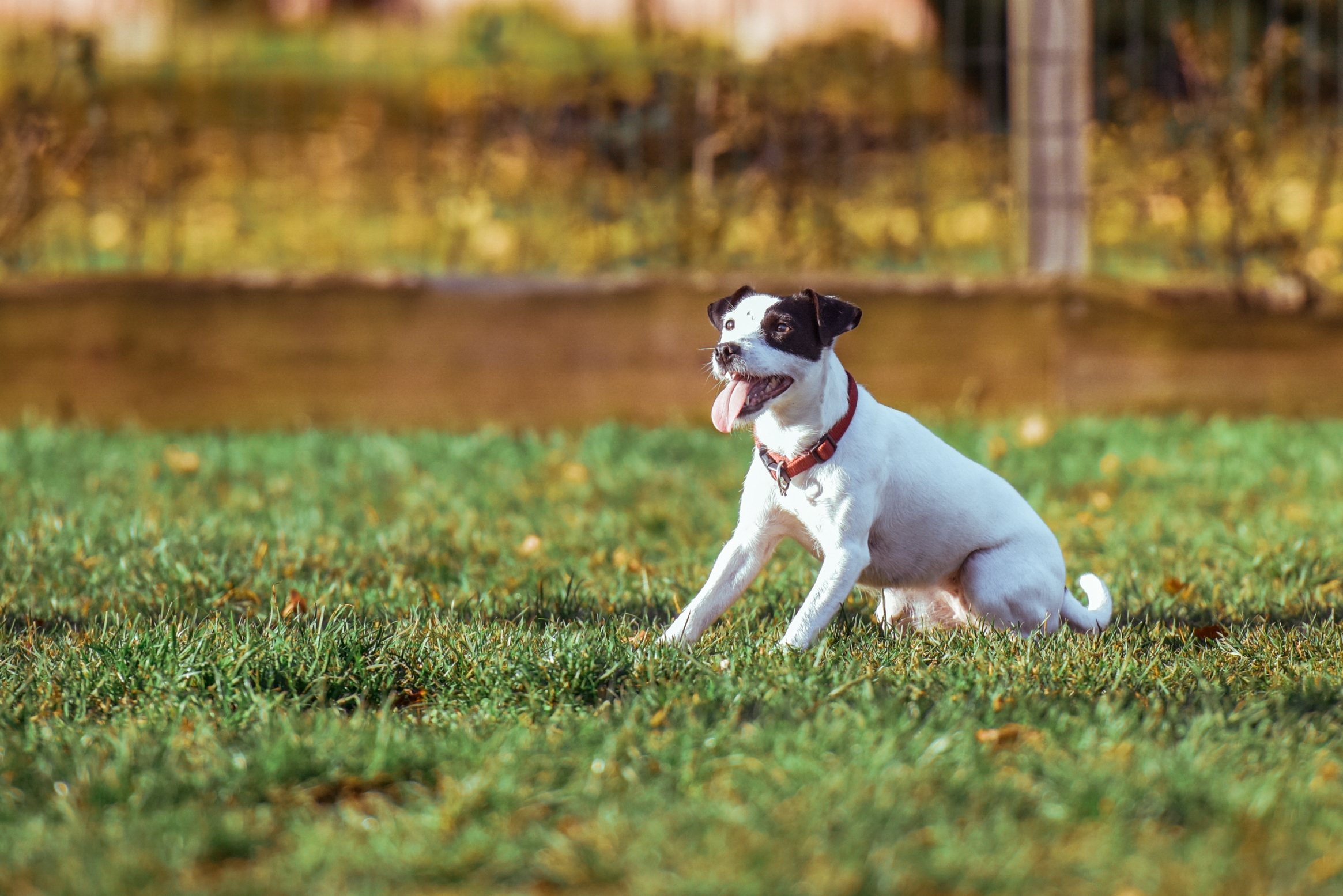 Фото бесплатно собака, озорной, трава