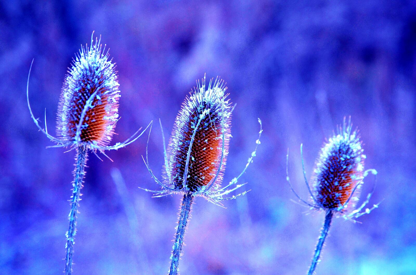 Wallpapers frost terrestrial plant macro photography on the desktop