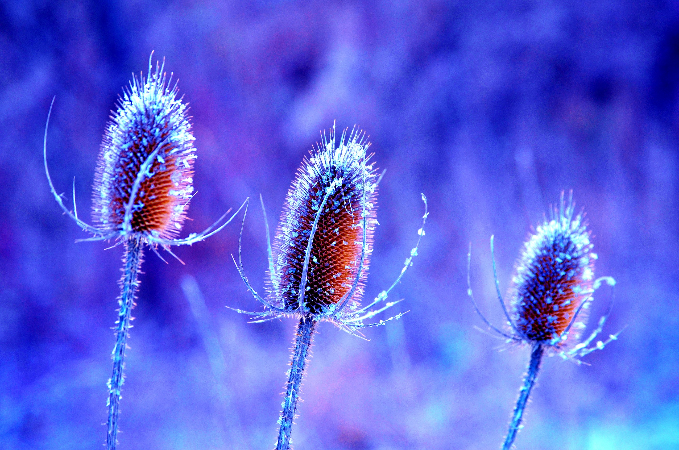 Photo free frost, terrestrial plant, macro photography
