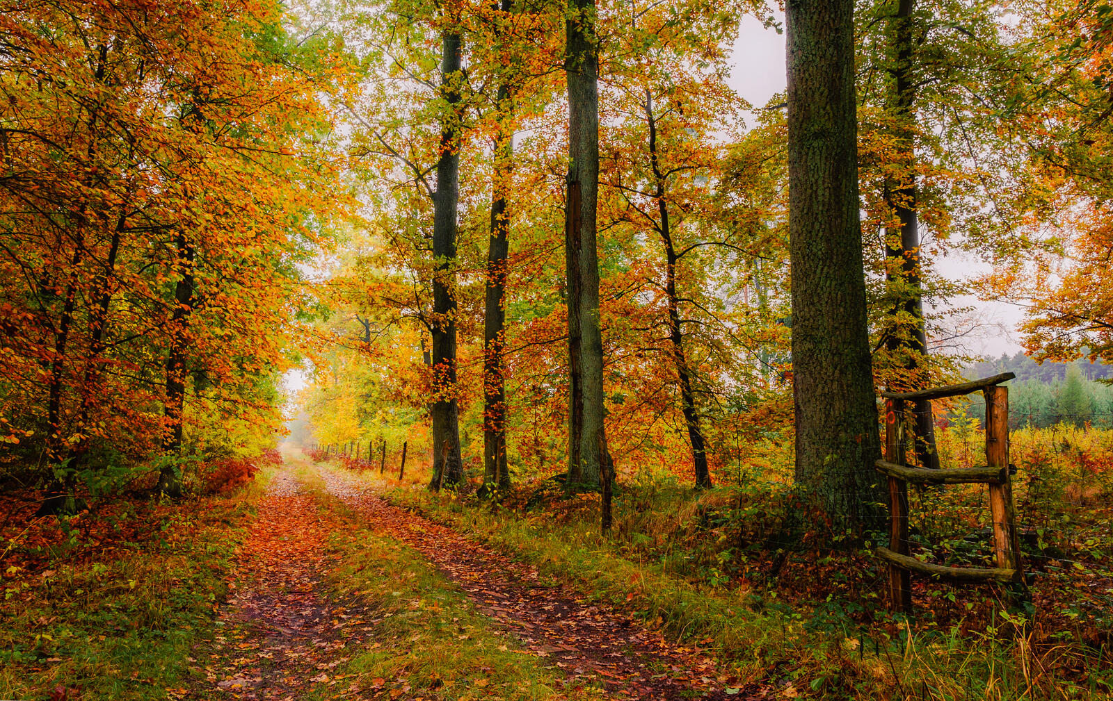 Wallpapers road in the forest landscapes nature on the desktop