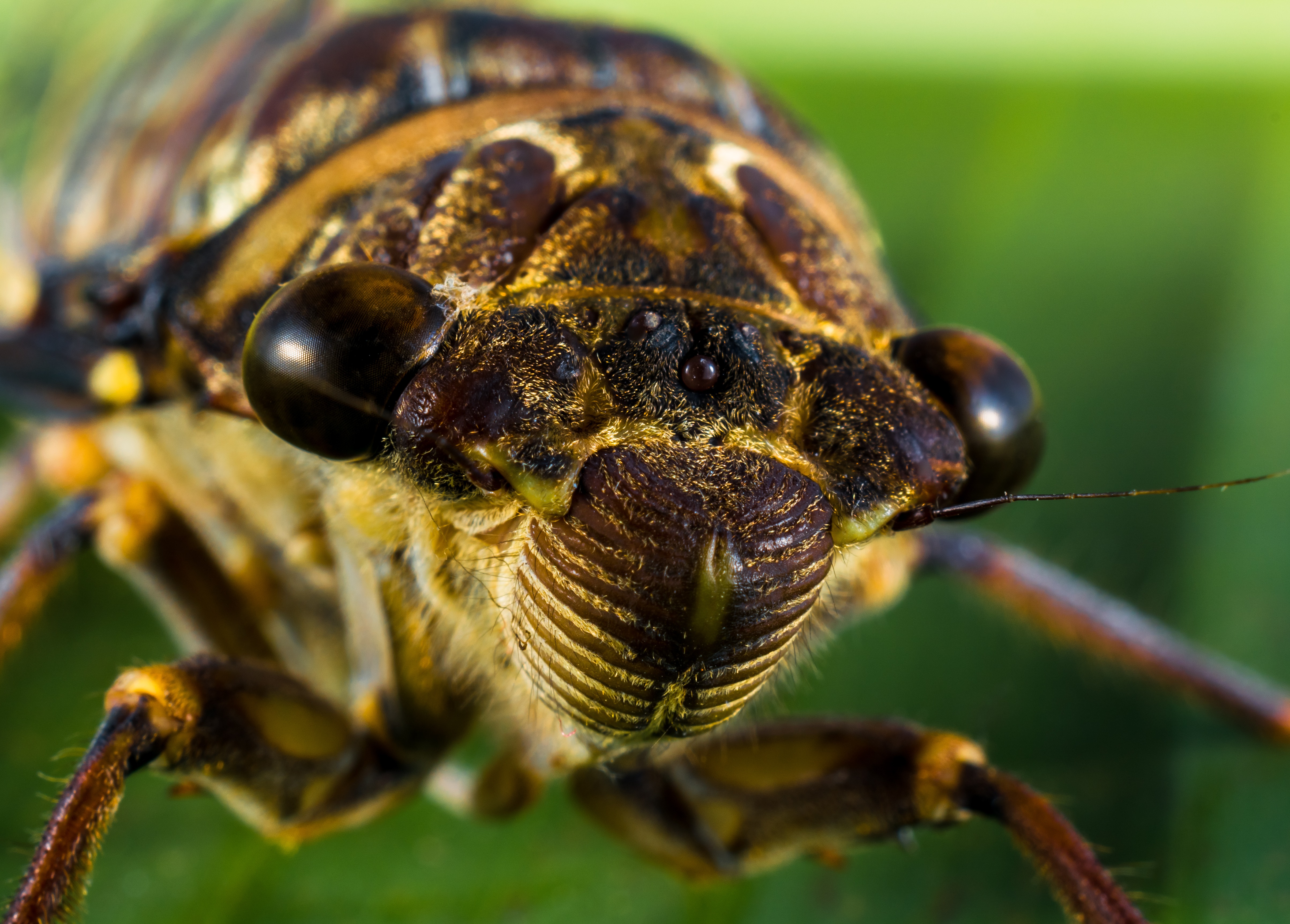 Wallpapers leaf beetle close wildlife on the desktop
