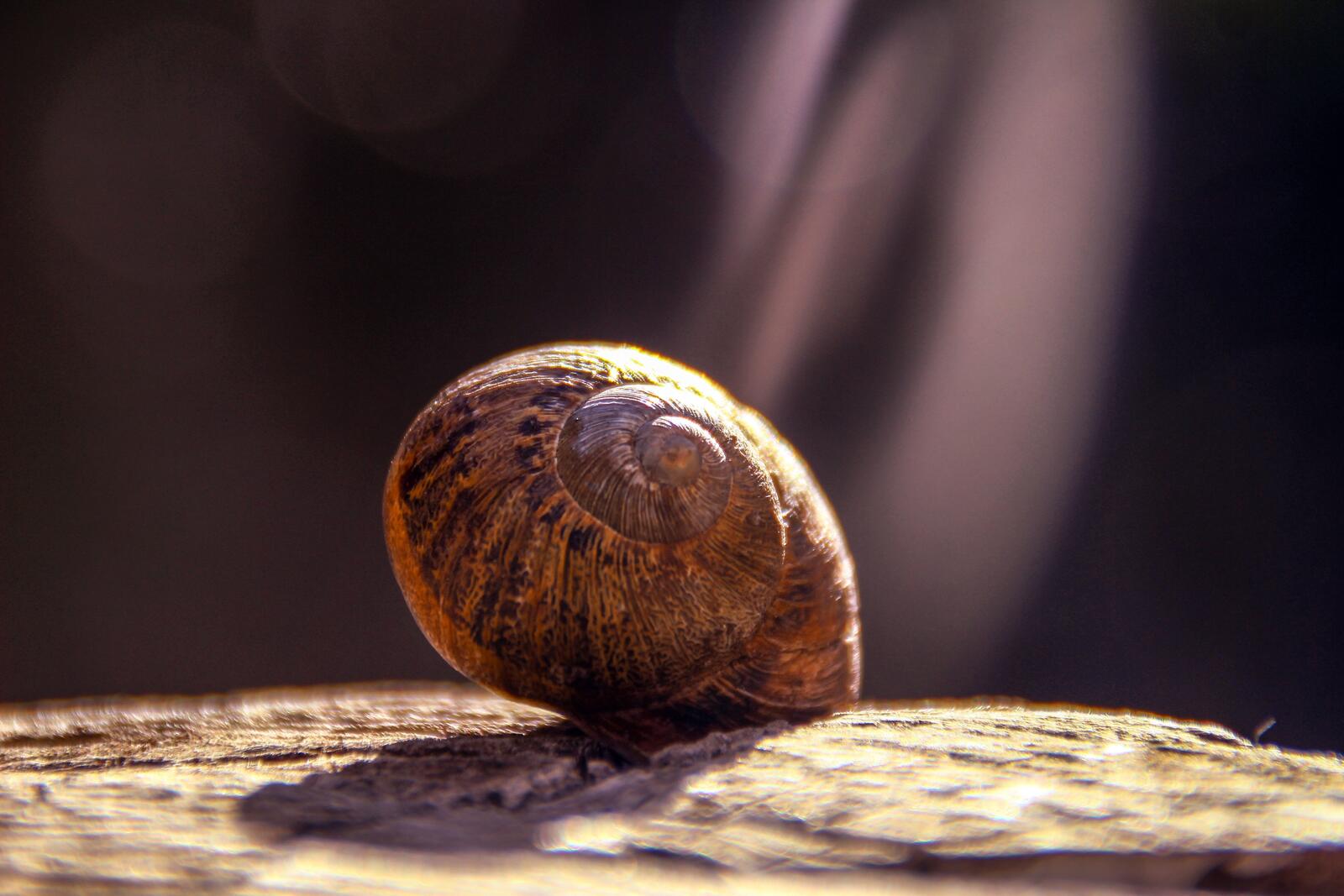 Wallpapers snail blurred sheath on the desktop