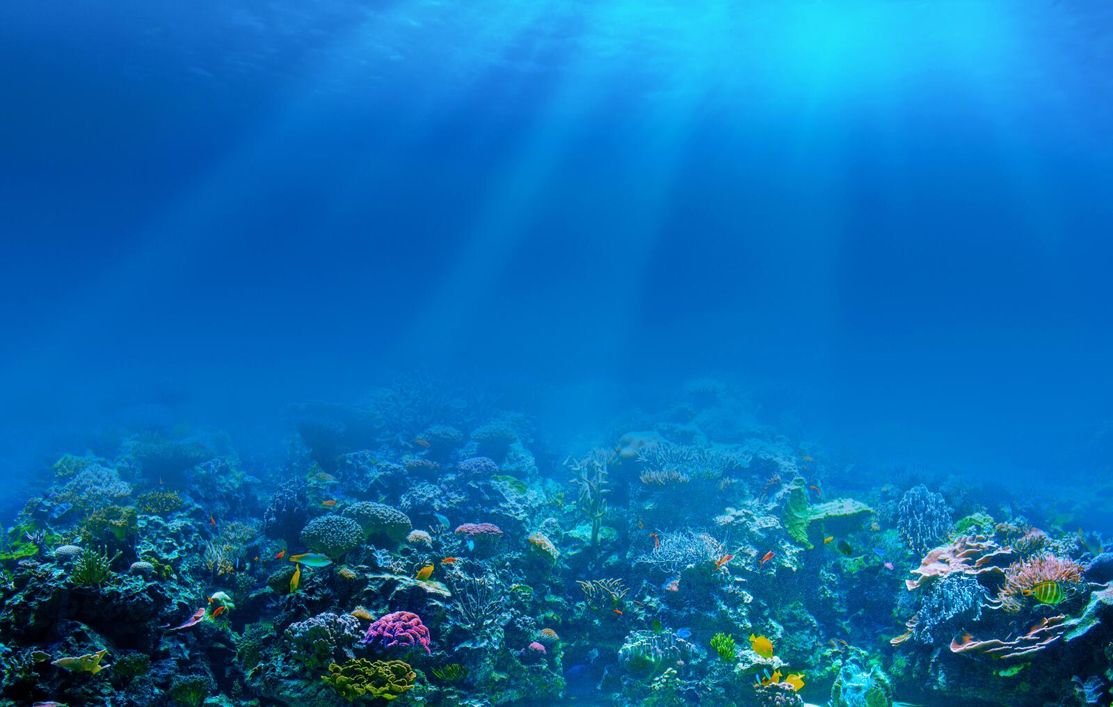 Обои кораллы подводный мир рыбки на рабочий стол