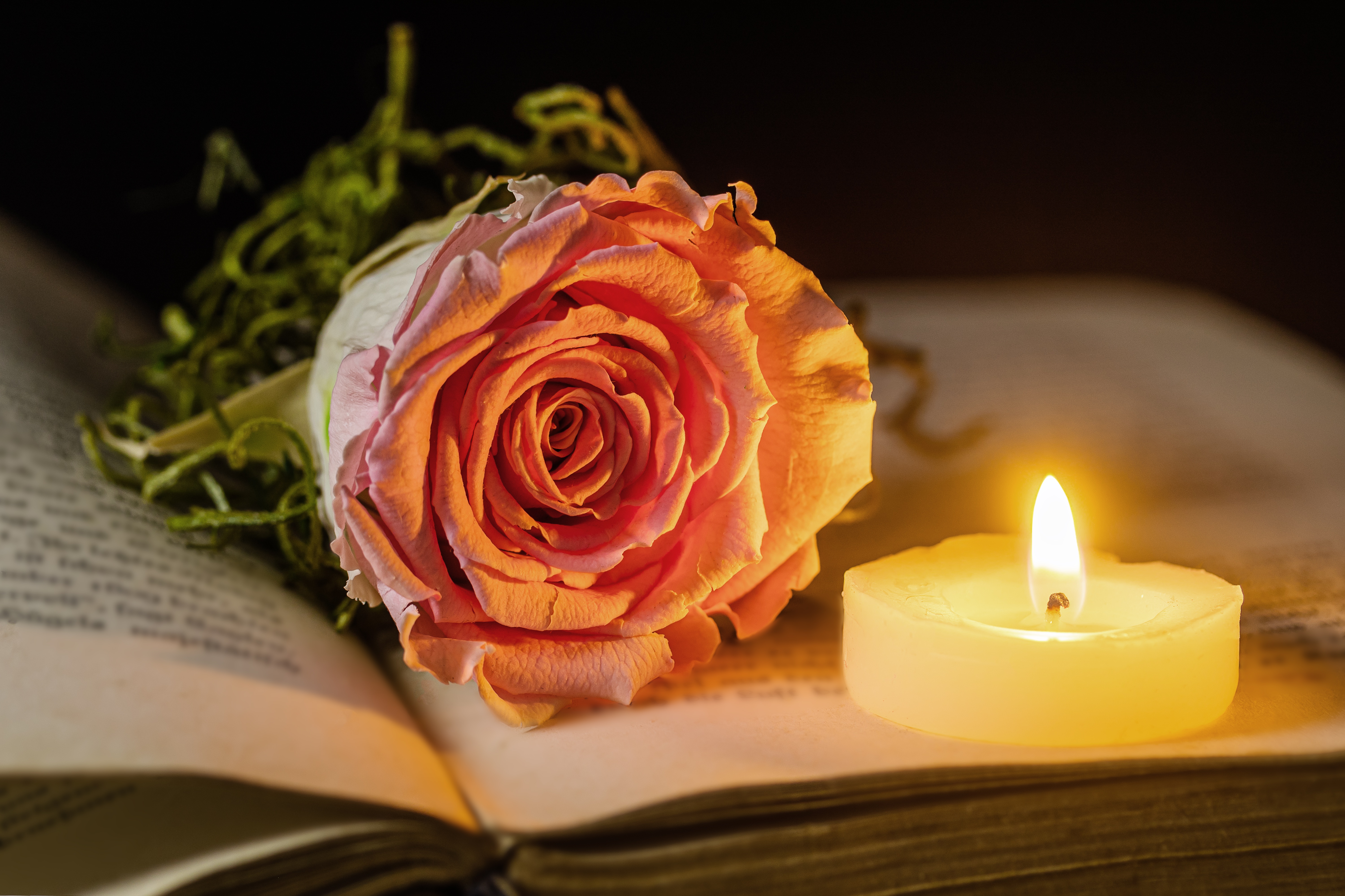 Wallpapers book candle rose on the desktop