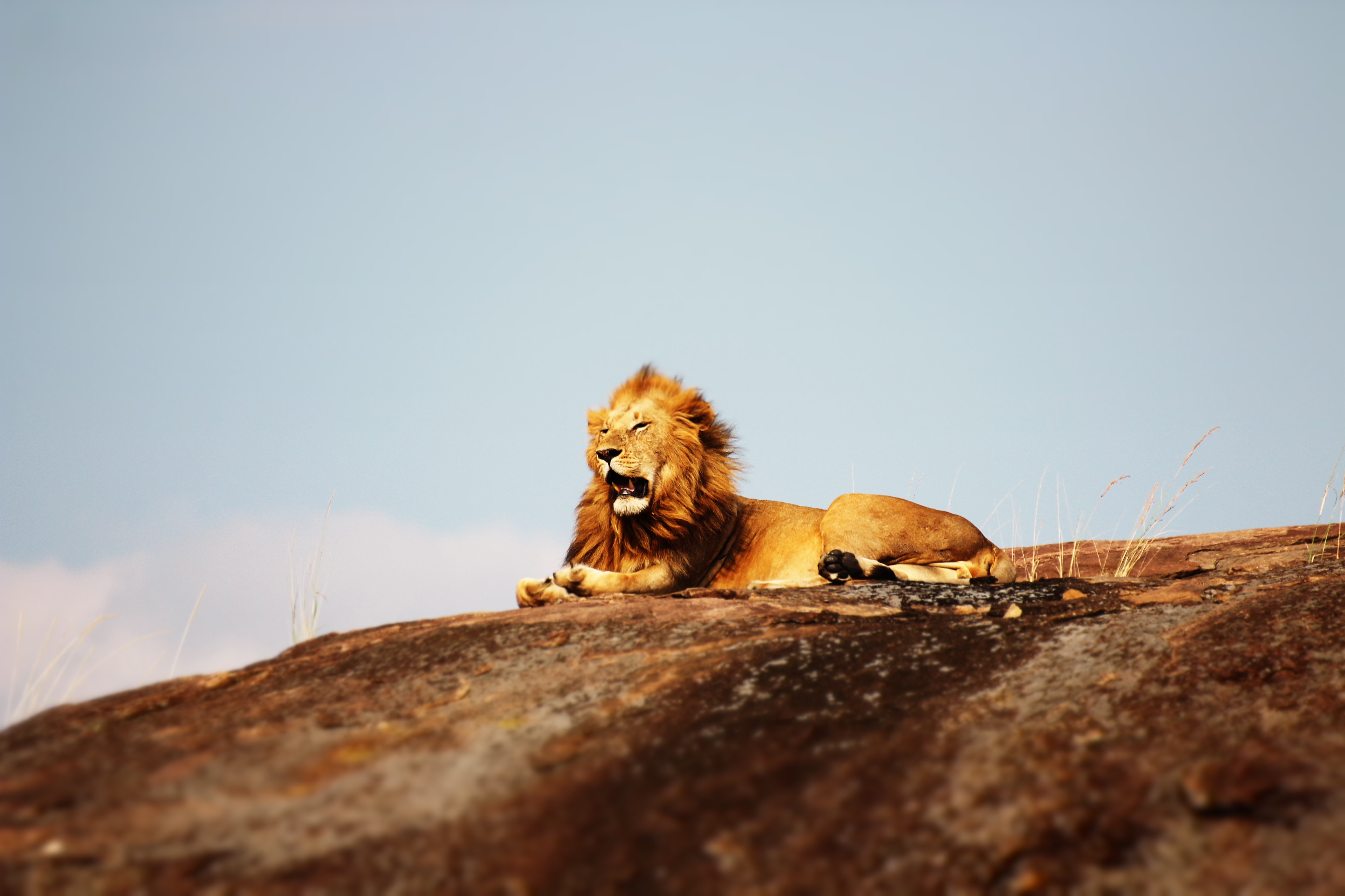 Фото бесплатно лев, отдых, скала