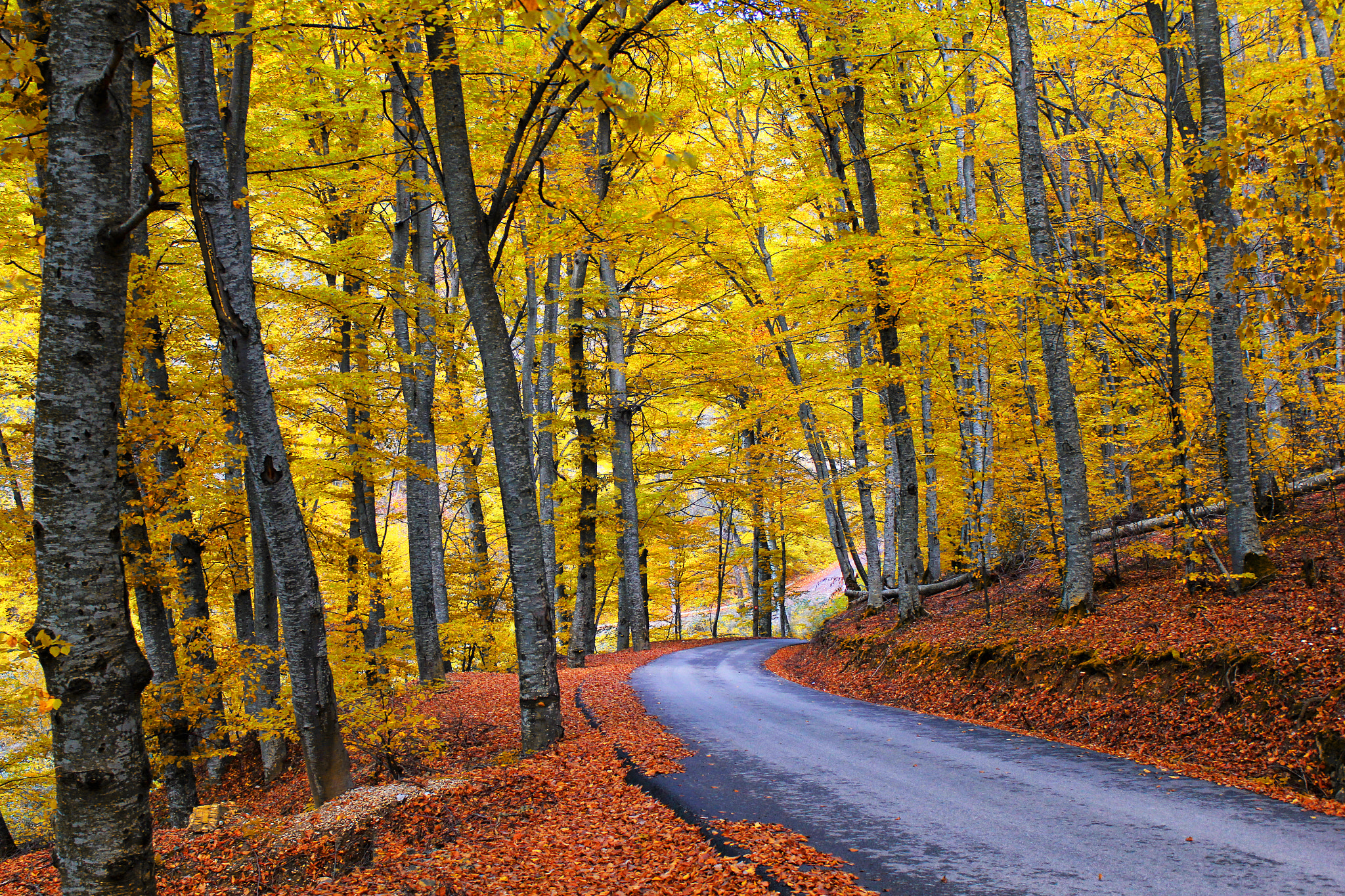 免费照片下载森林，秋季壁纸免费