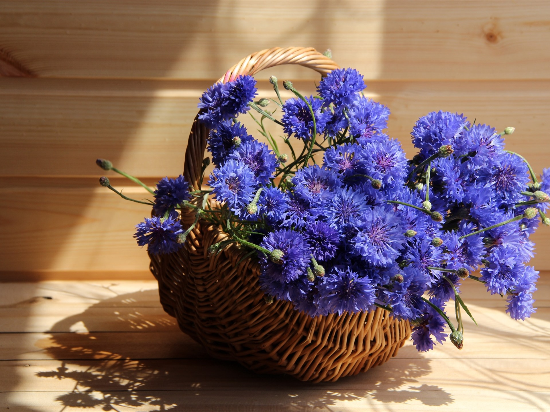Фото бесплатно обои васильки, синие цветы, полевые цветы