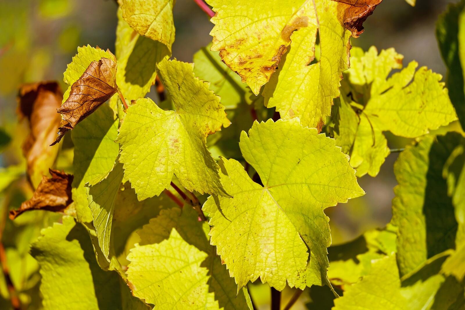 Обои обои зеленые листья осень виноградные листья на рабочий стол