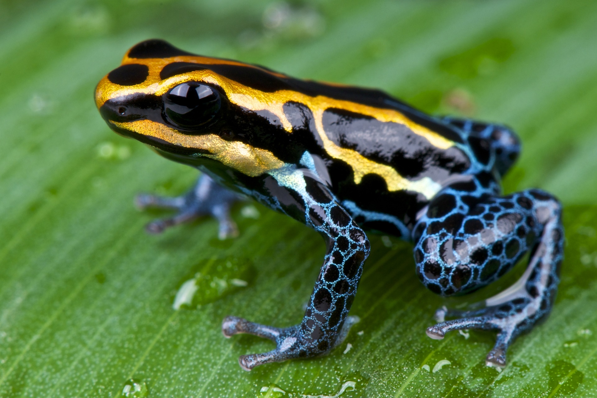 Free photo A frog with a yellow head shimmers in blue coloring