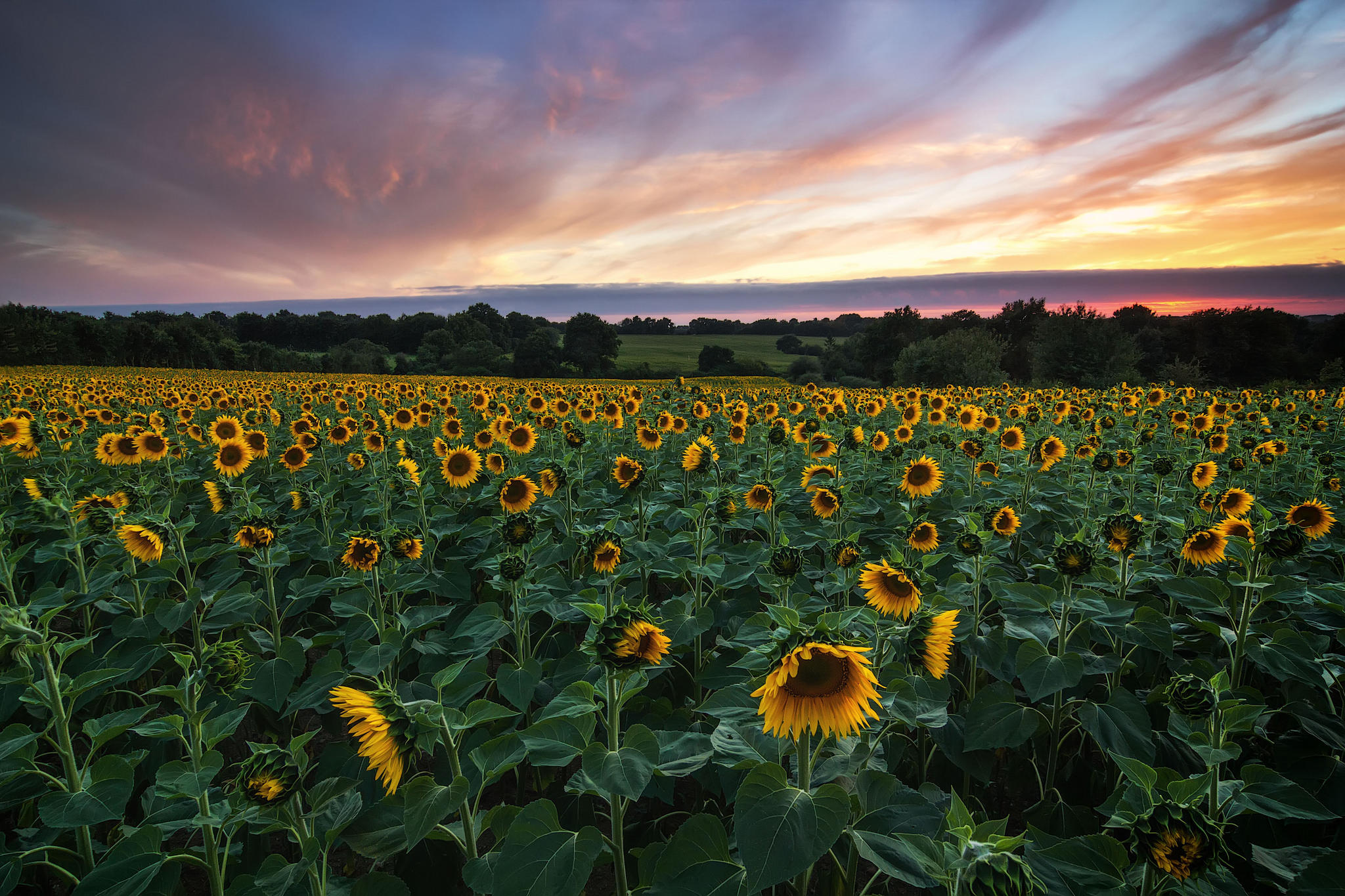 Photo free evening, sunset, sunflowers
