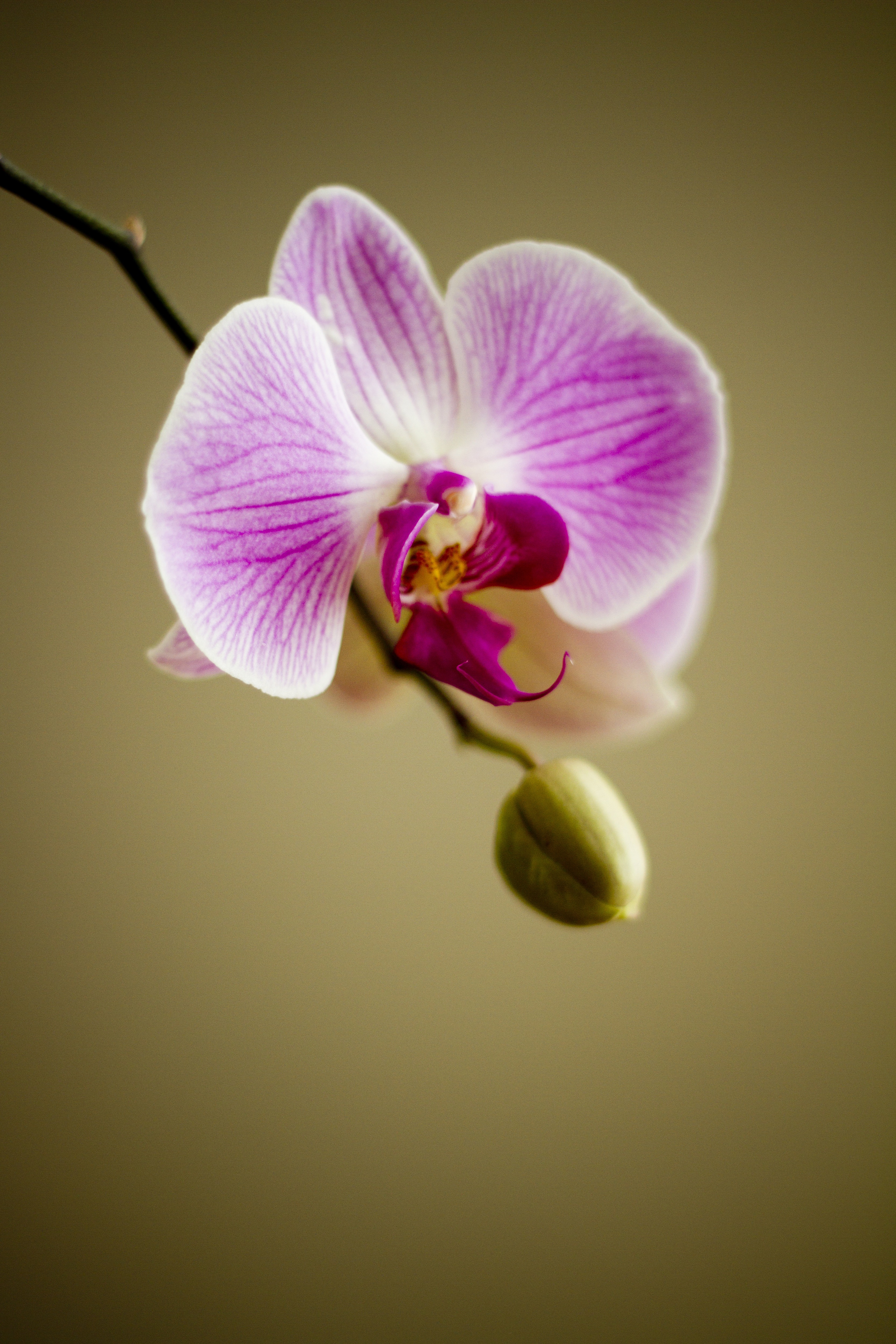 Wallpapers moth orchid pink flower iris on the desktop