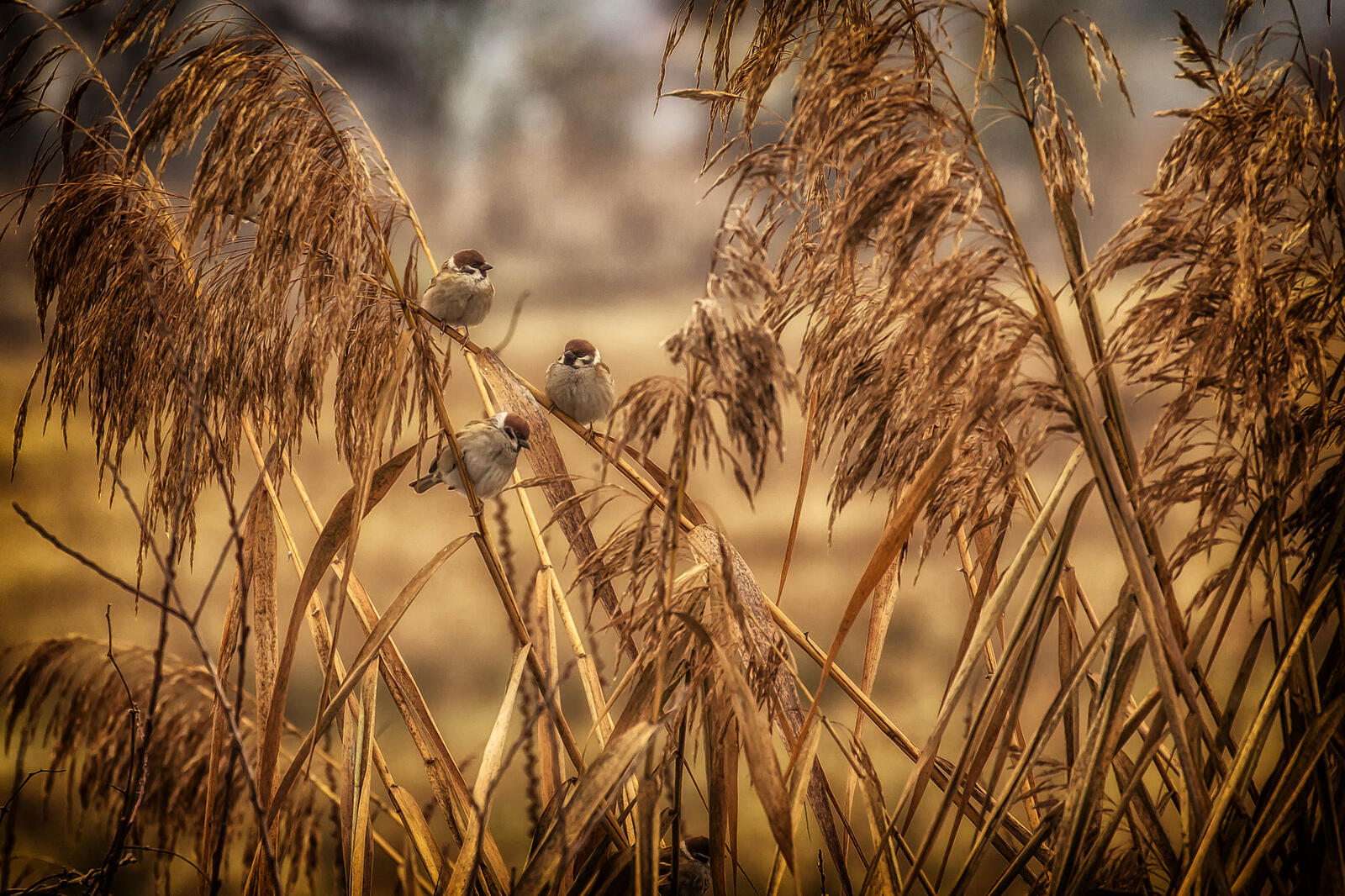 Обои сухая трава воробьи птицы на рабочий стол