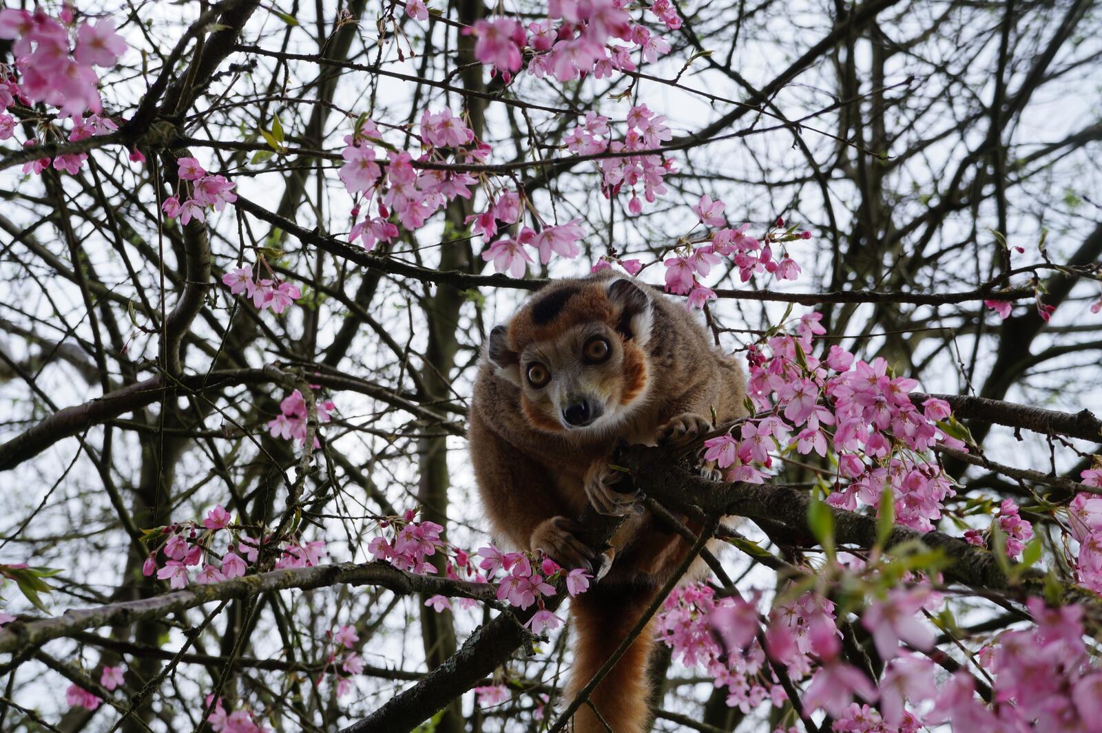 Wallpapers wallpaper monkey cherry blossom branches on the desktop